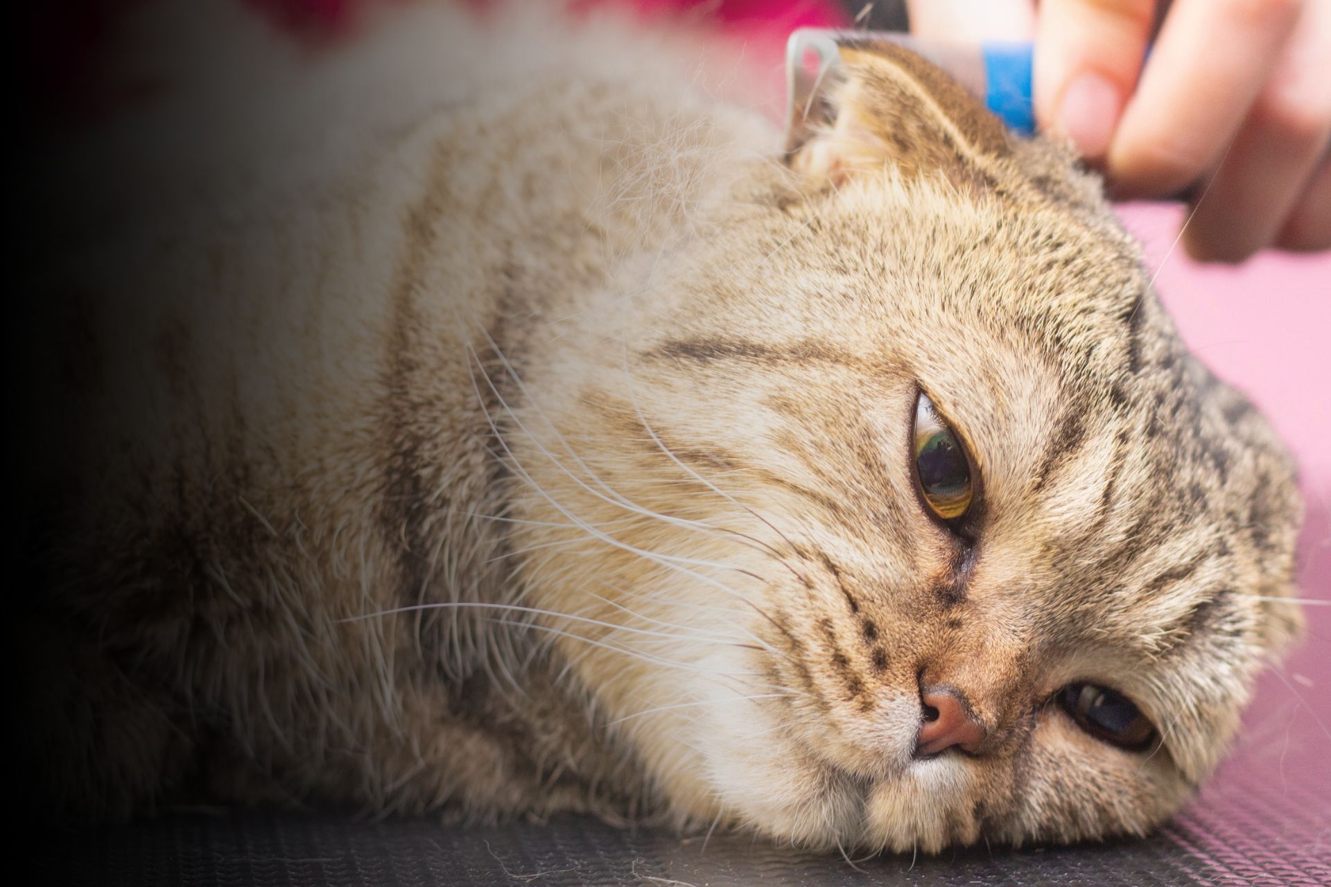 Mon animal est épileptique : comment s’adapter ?