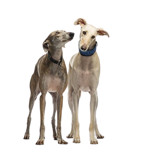 Assurance Lévrier Espagnol 