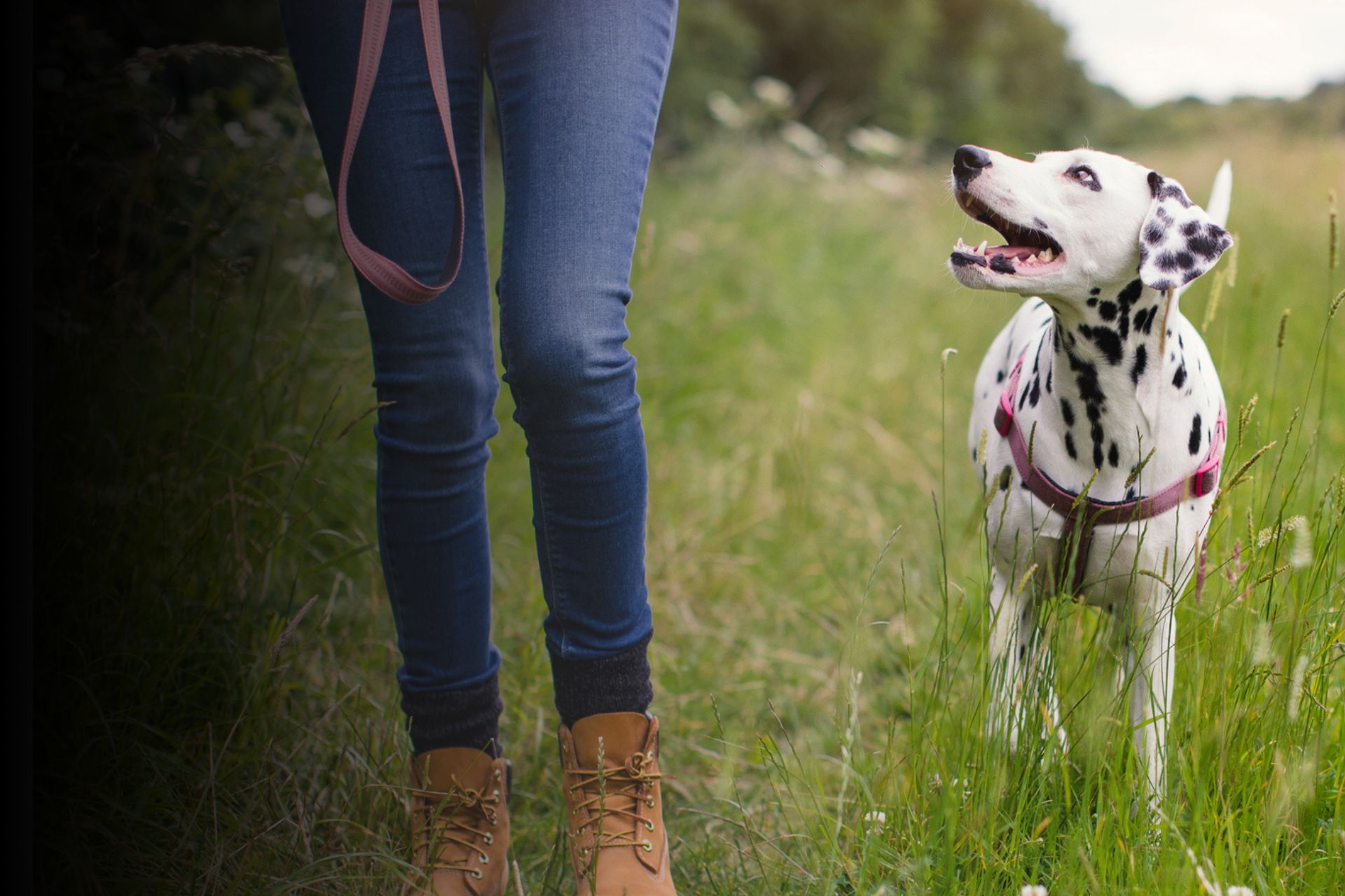 Ou promener son chien sans laisse autours de moi ?