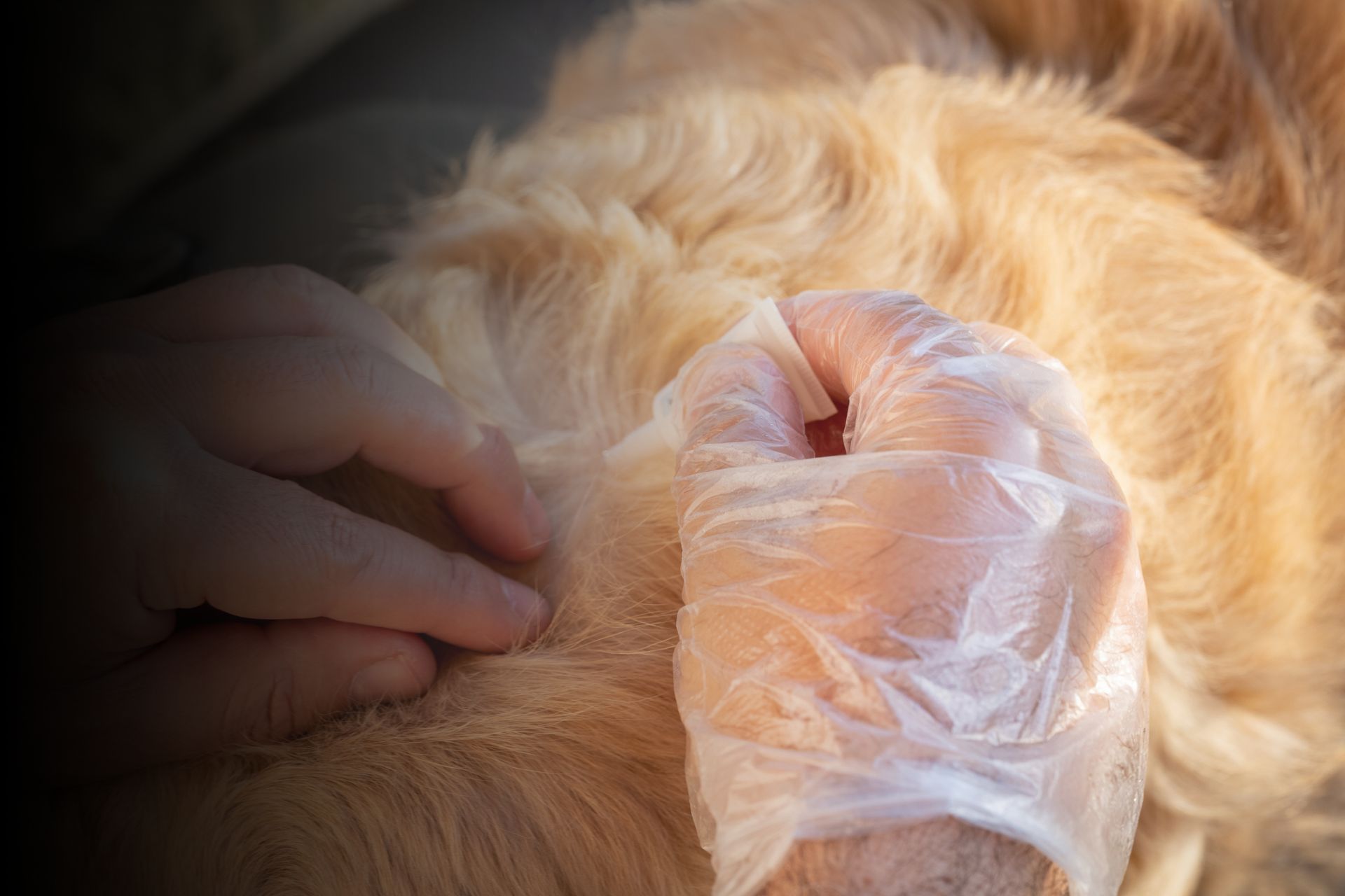 Puces, tiques, vers : les méthodes pour les éloigner de vos animaux