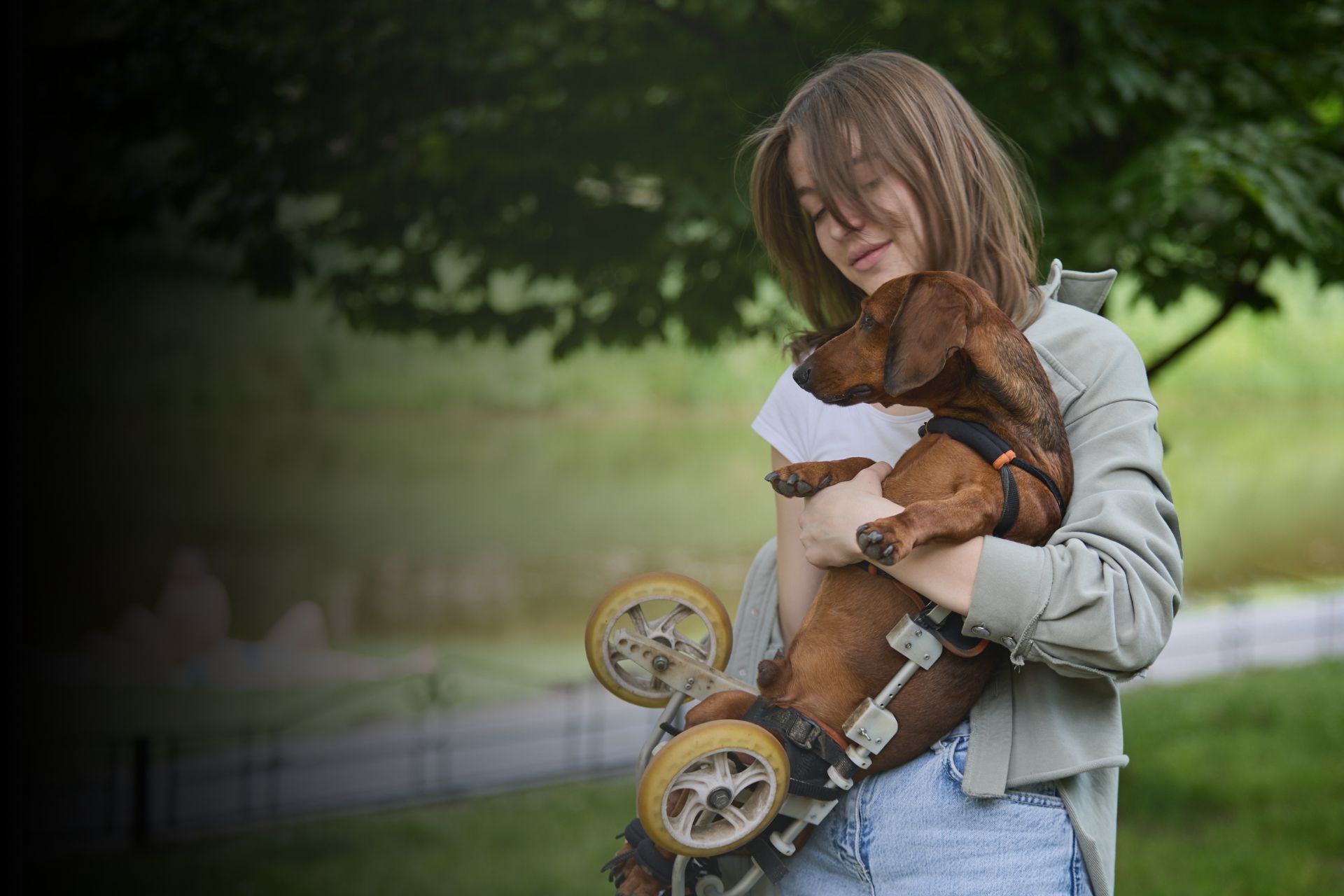 Mon animal a un handicap moteur : comment s’adapter ?