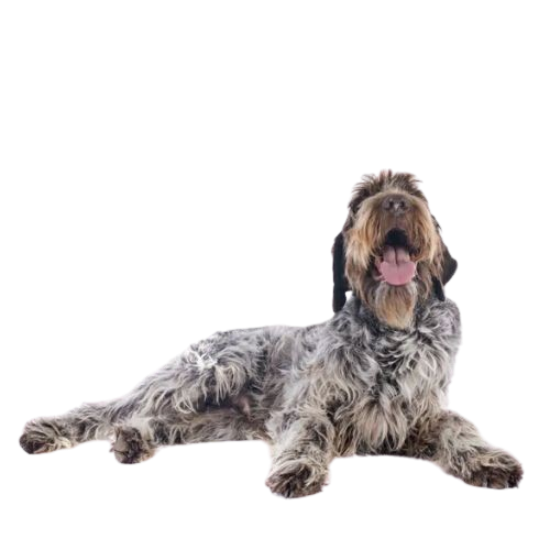 Assurance Griffon Korthals