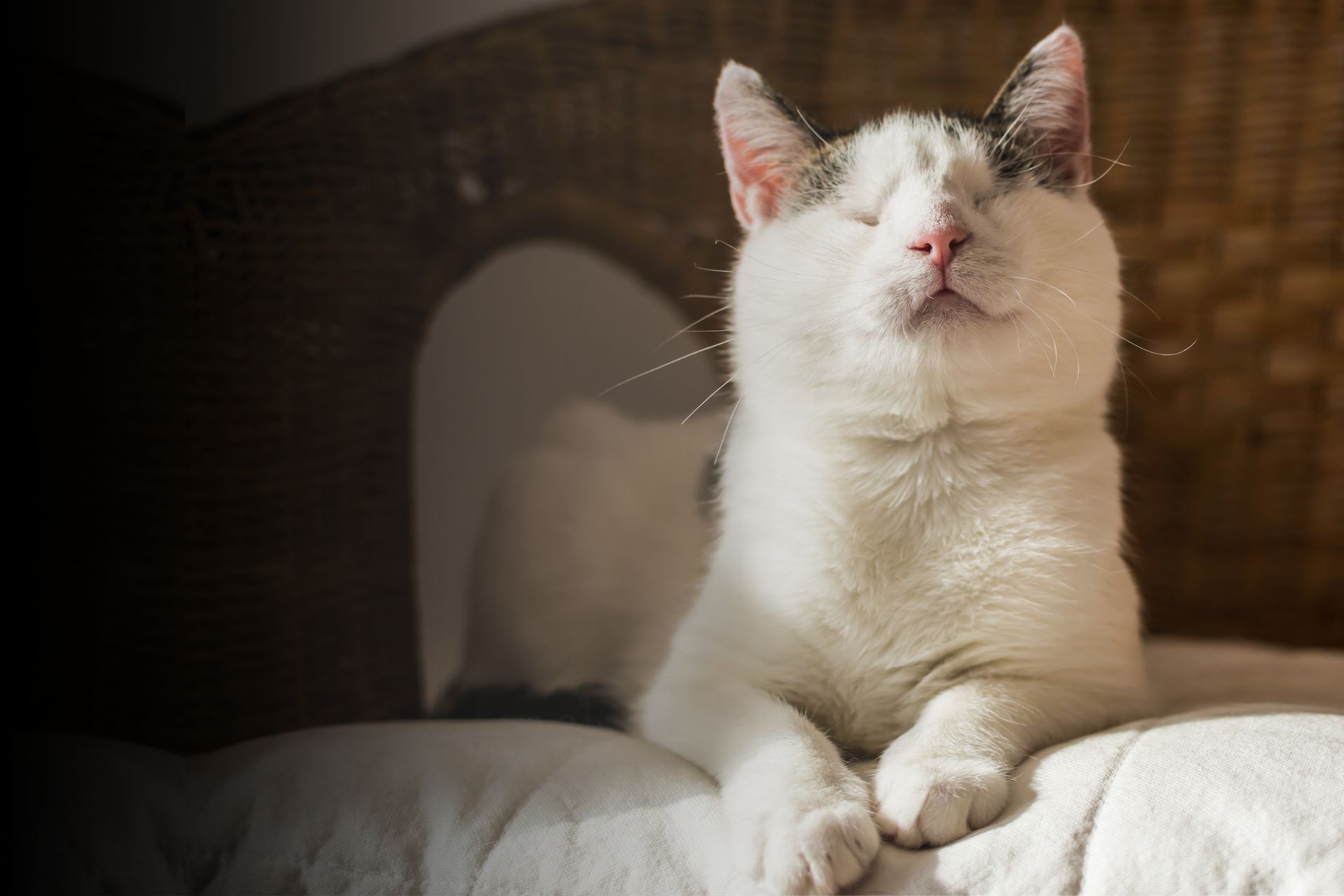 Mon animal est aveugle : comment s’adapter ?