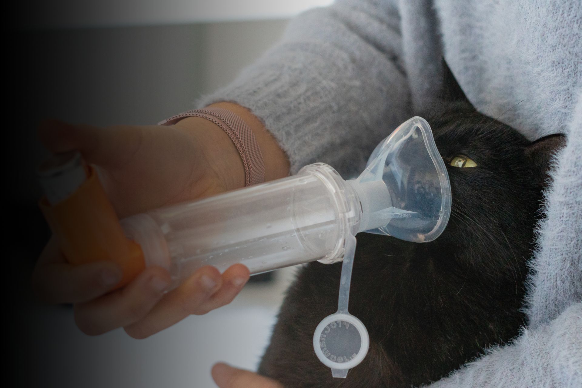 Mon animal est asthmatique : comment s’adapter ?