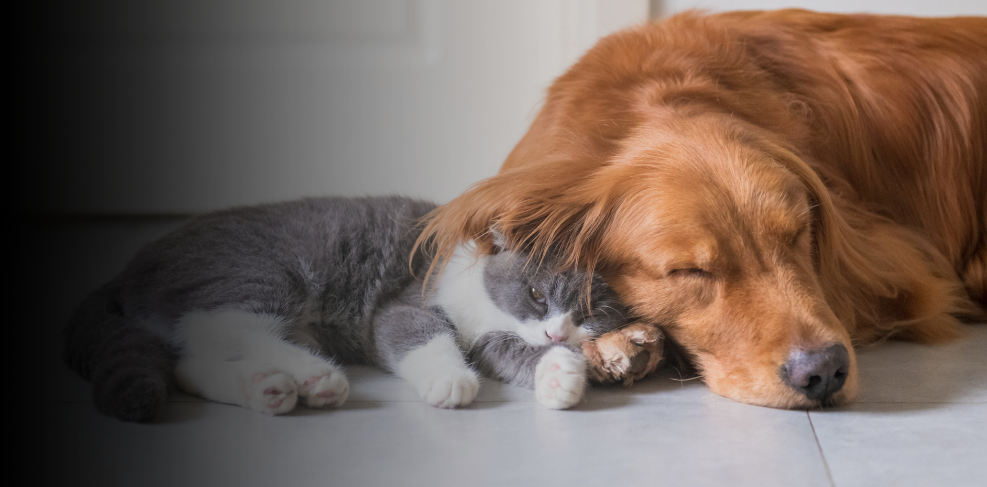 Les races de chiens qui aiment les chats