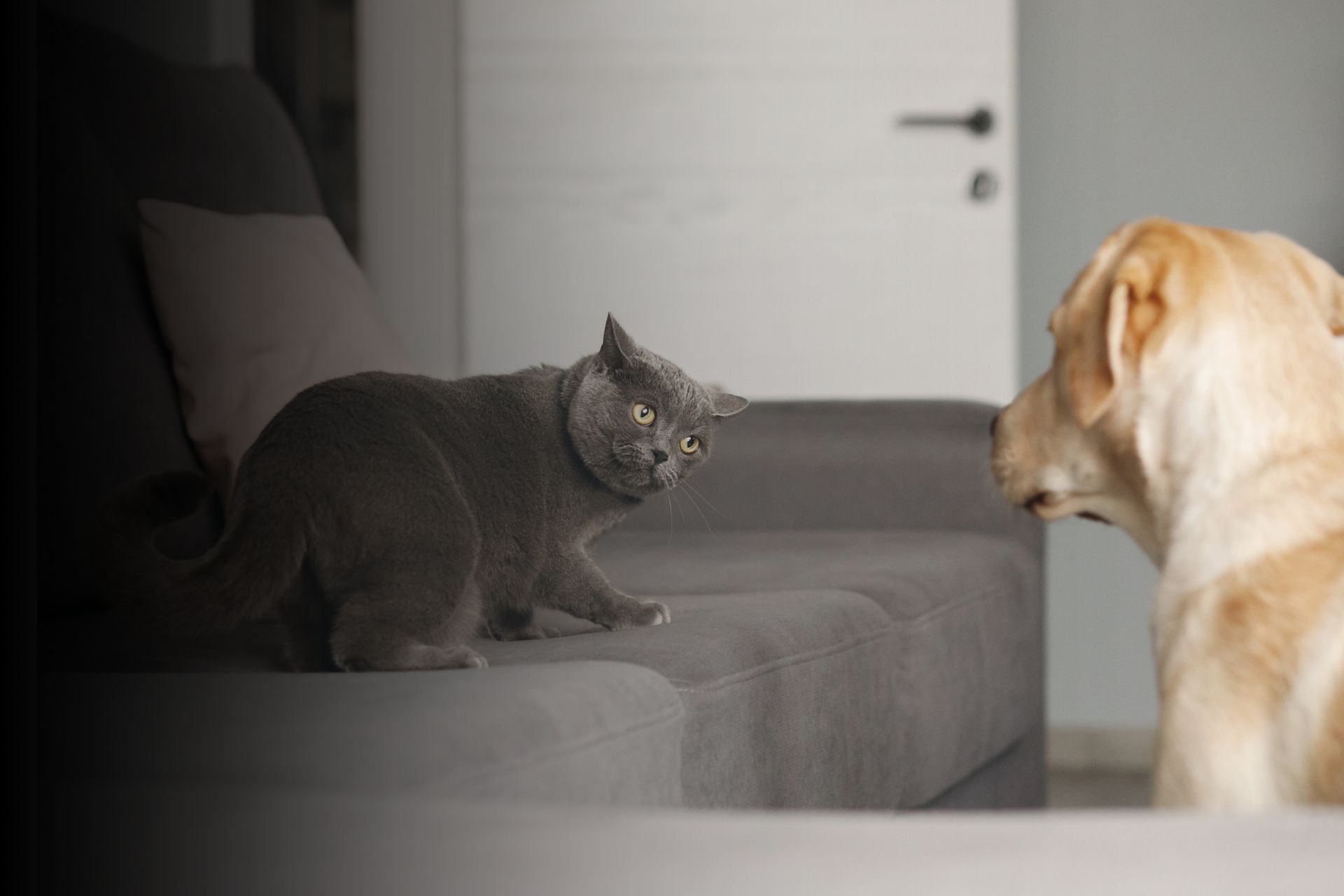 Les races de chiens incompatibles avec les chats
