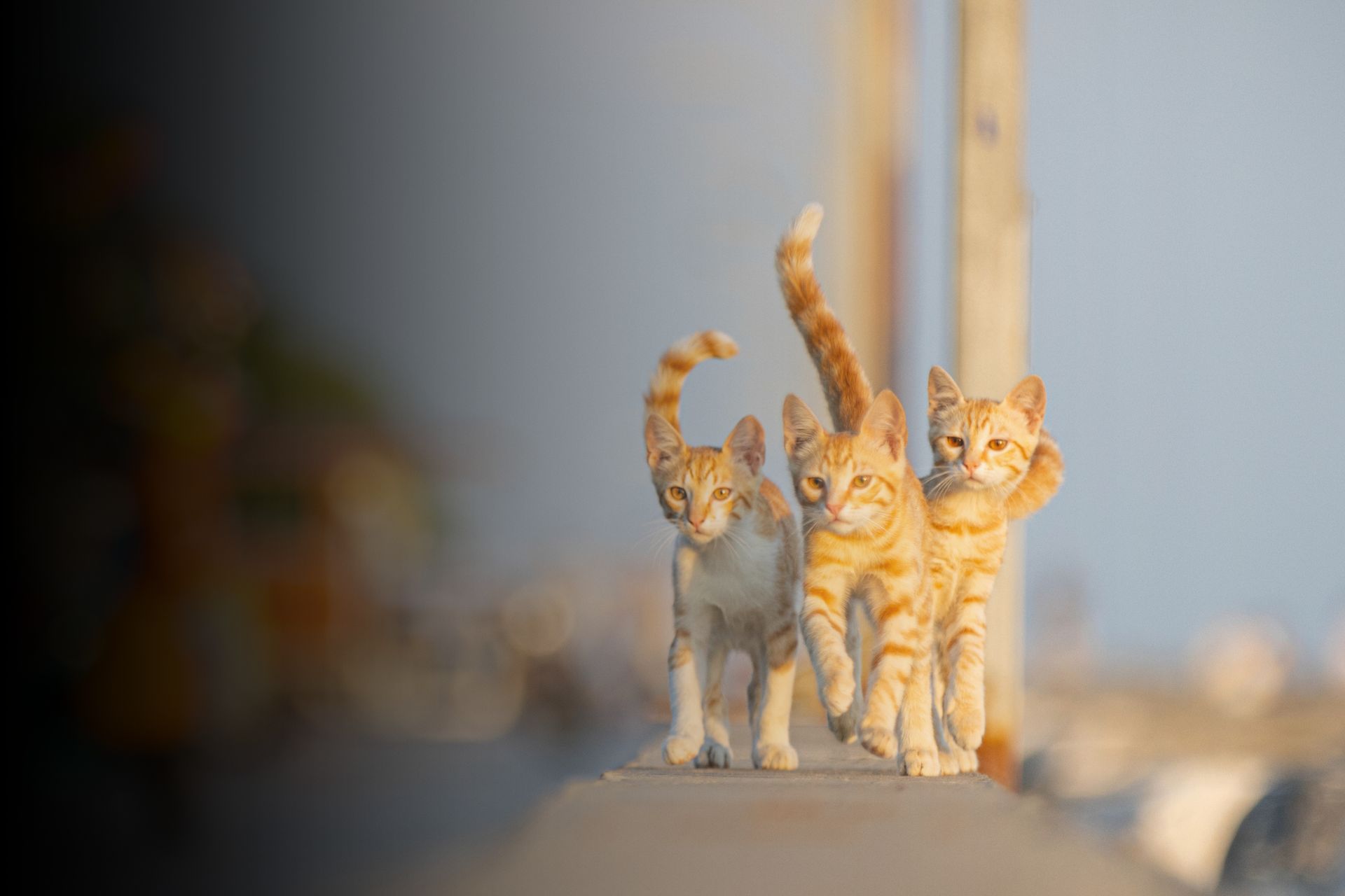 Tout ce qu'il faut savoir sur les chats roux