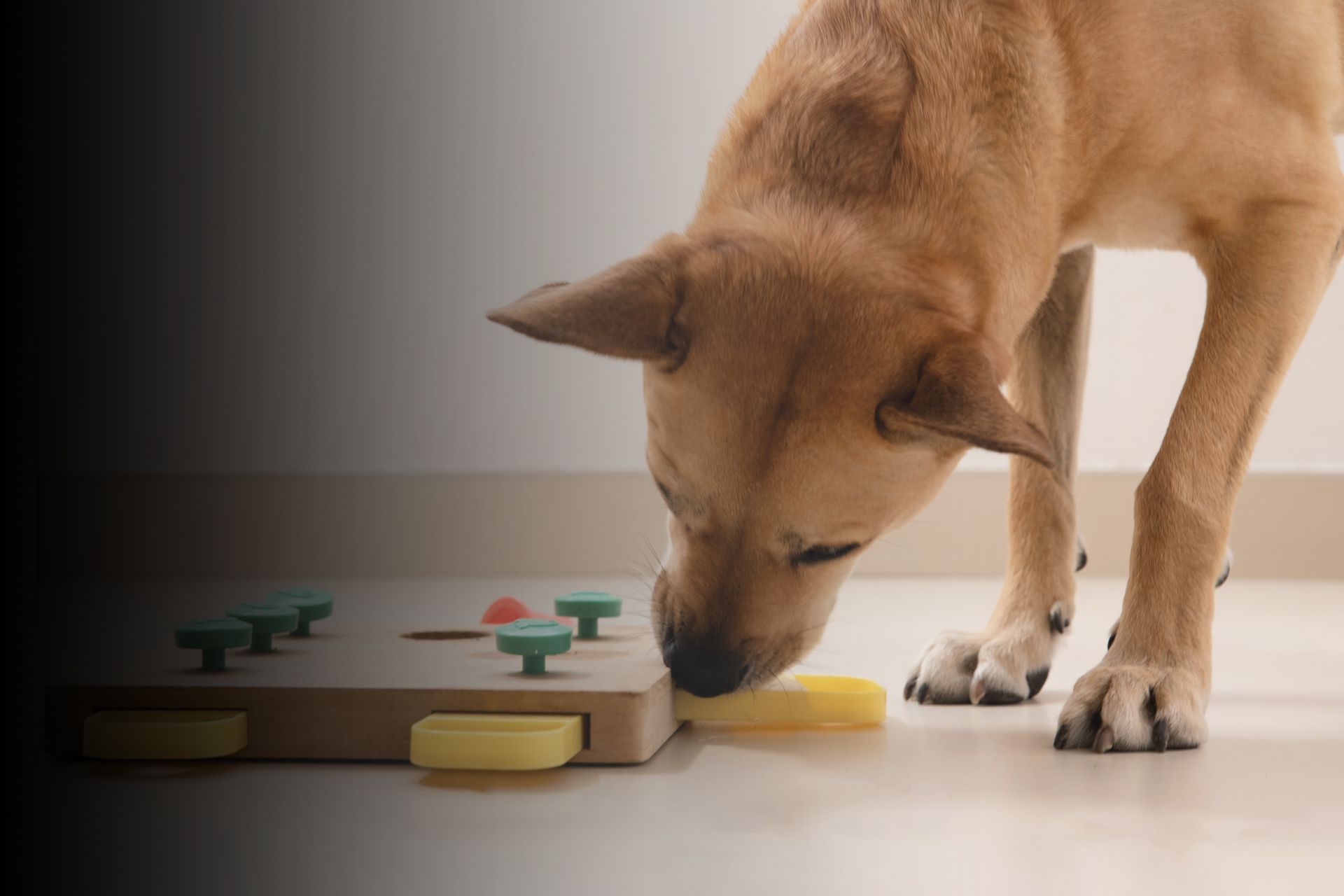 Les jeux ludiques pour chien : à quoi ça sert ?