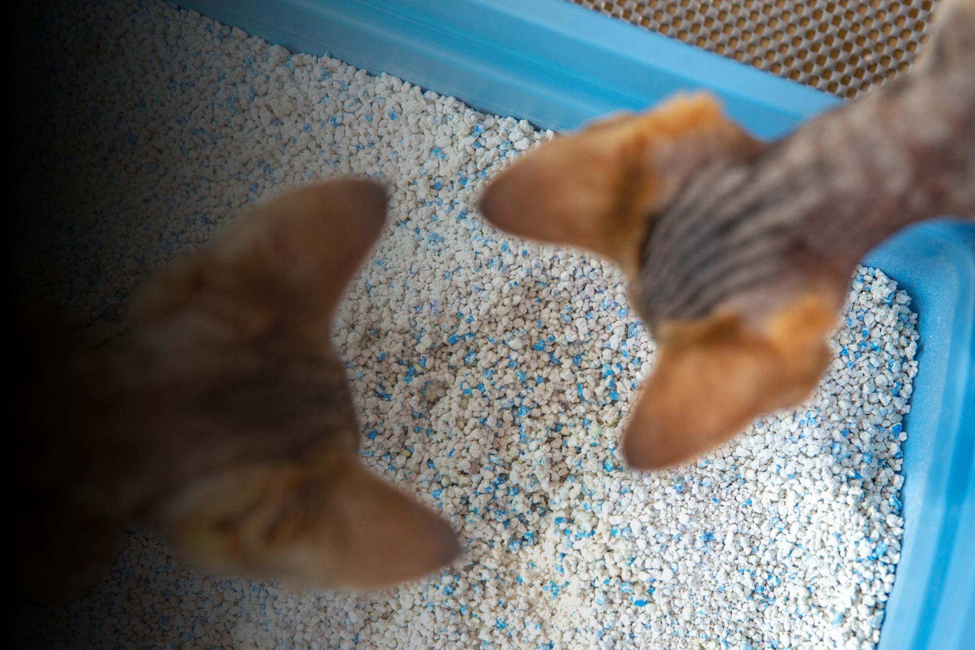 Litière pour chat : laquelle choisir ?