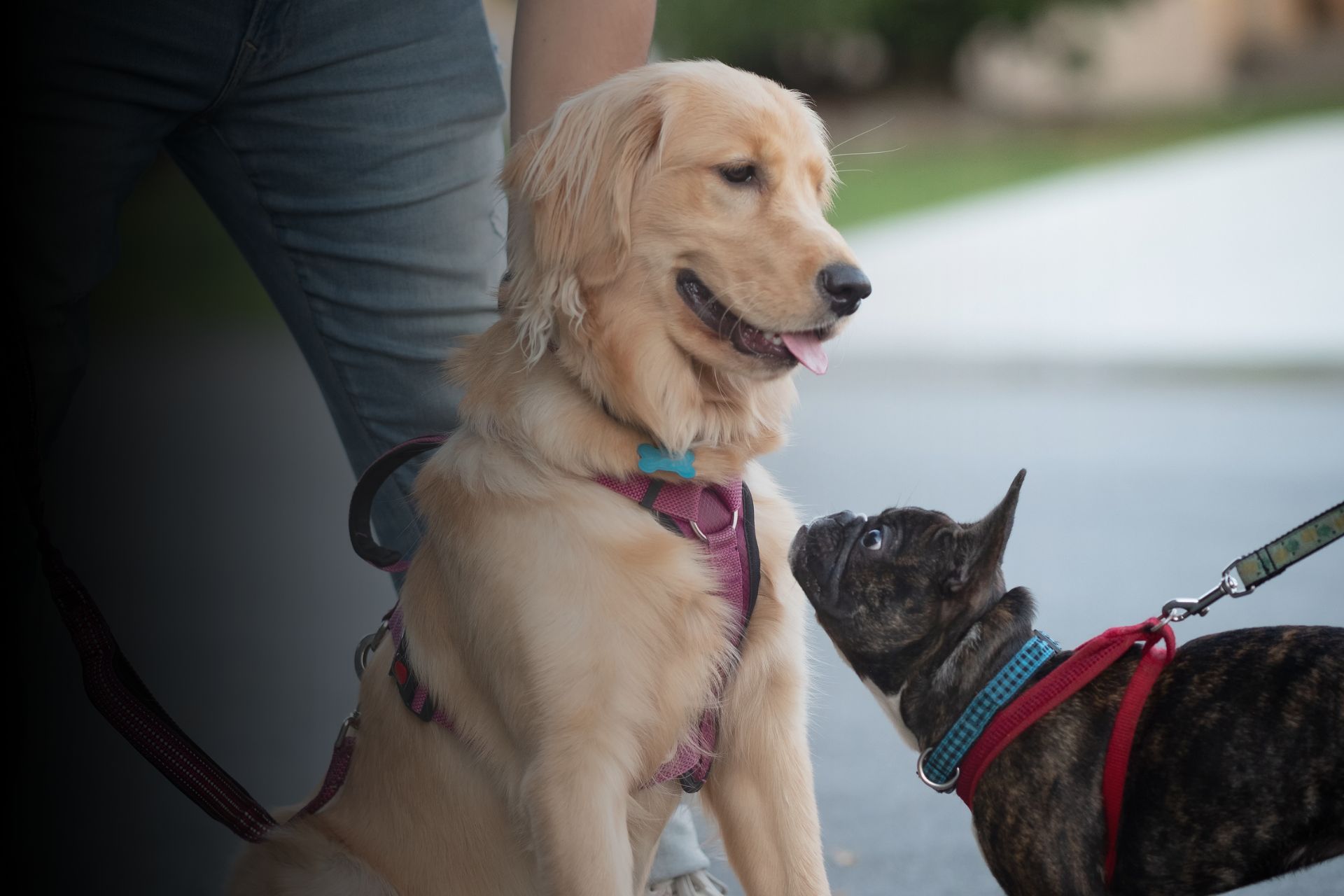 Quels sont les harnais les plus adaptés en fonction de mon chien ?
