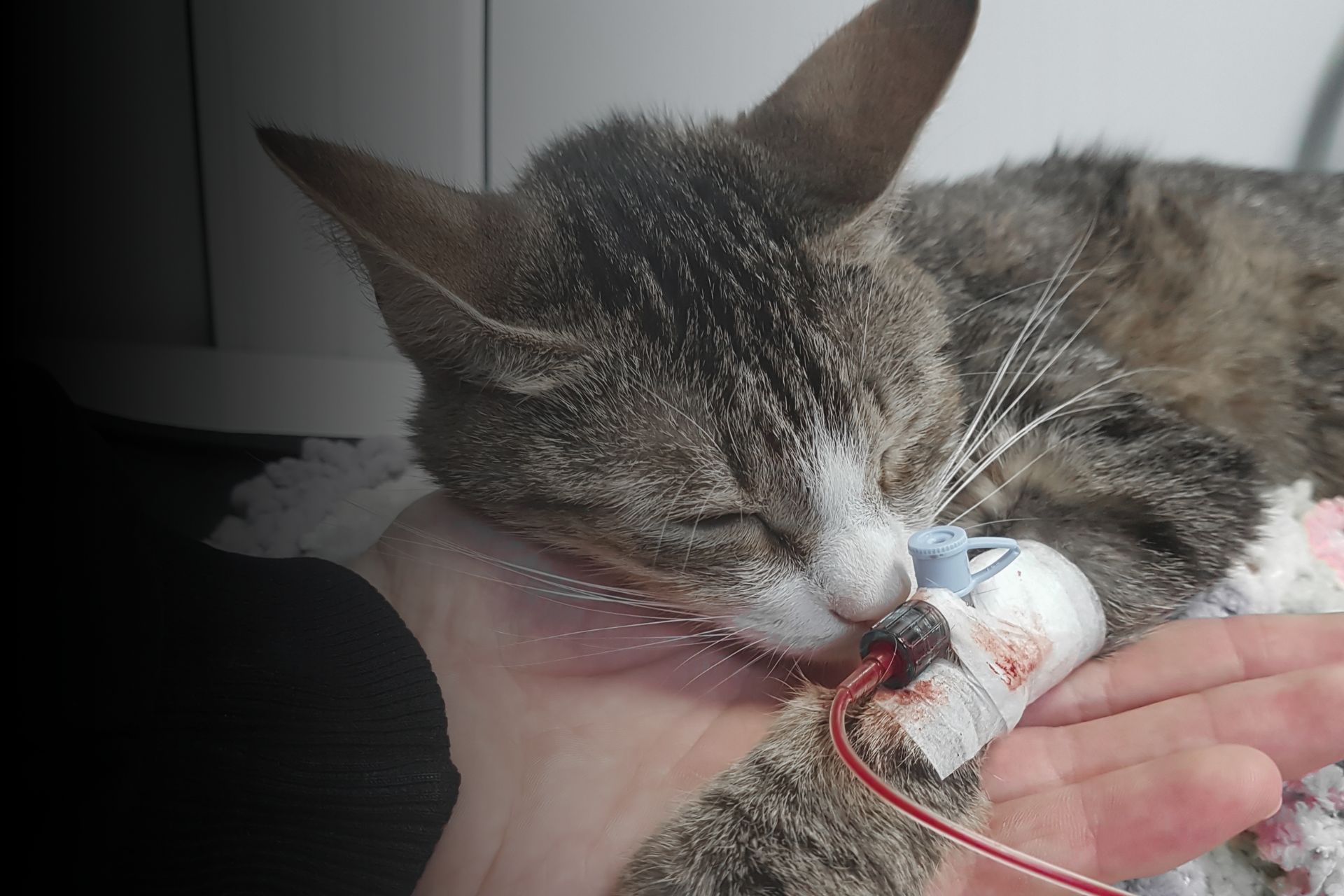 Le sida du chat : comment s'adapter ?