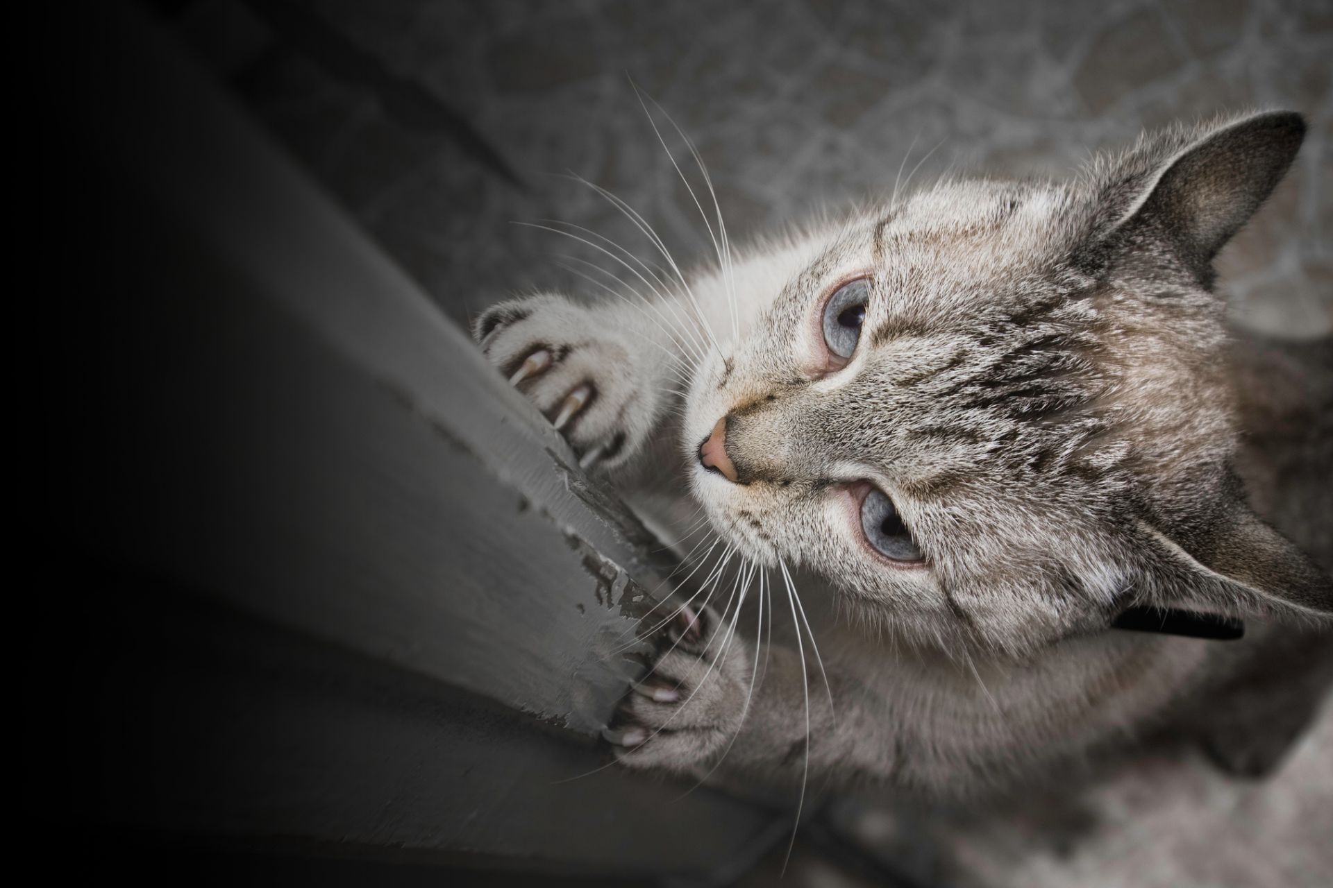 Top 5 des astuces pour éviter les griffures de chat partout !