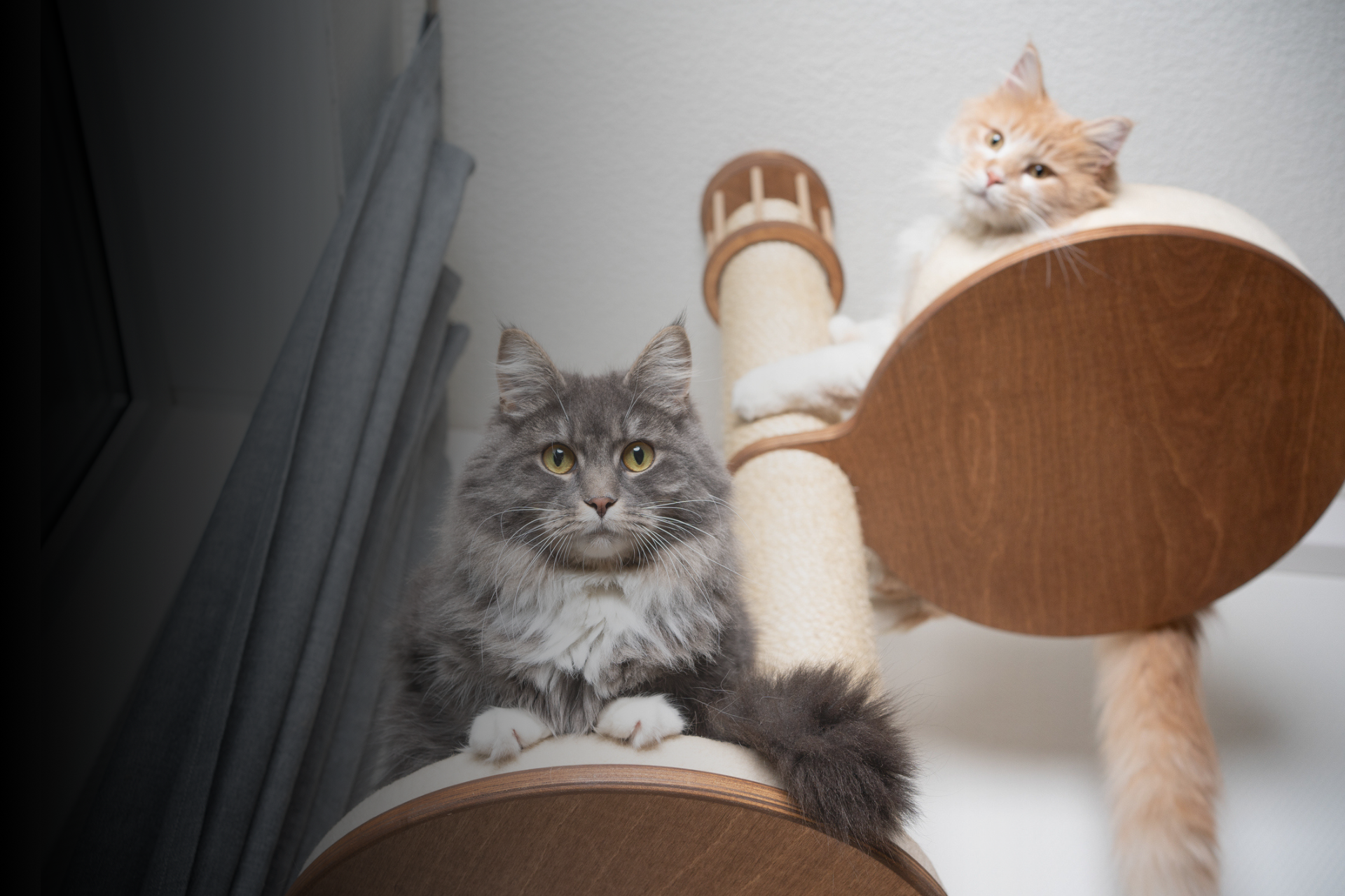 Arbre à chat : comment le choisir ?