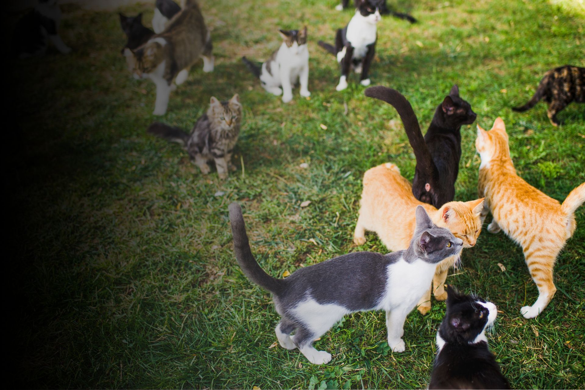 Calico, tortie, torbie : que signifient ces nouveaux termes ?