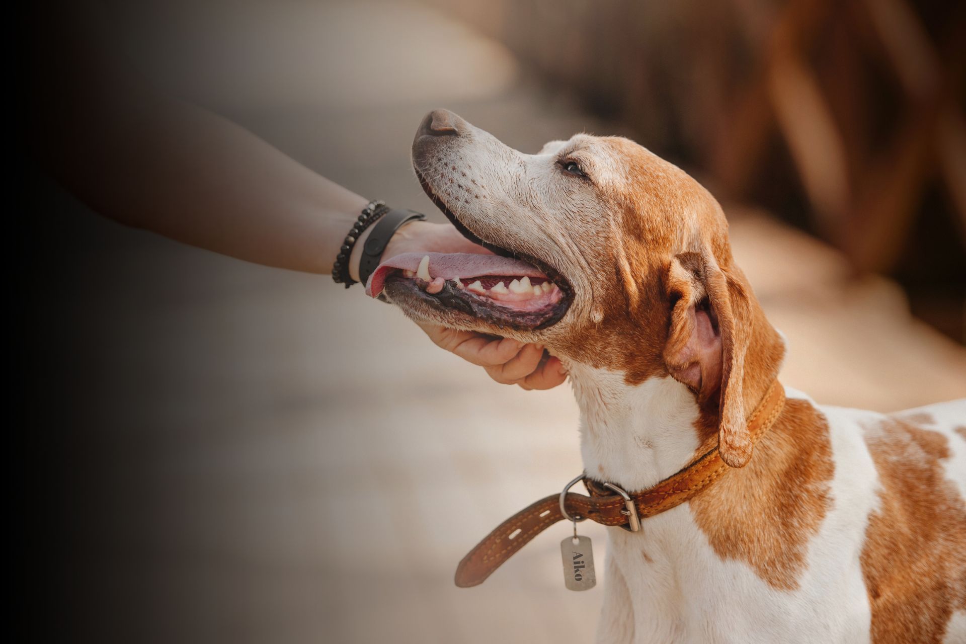 comment-appeler-son-chien-avec-la-lettre-a-en-2025