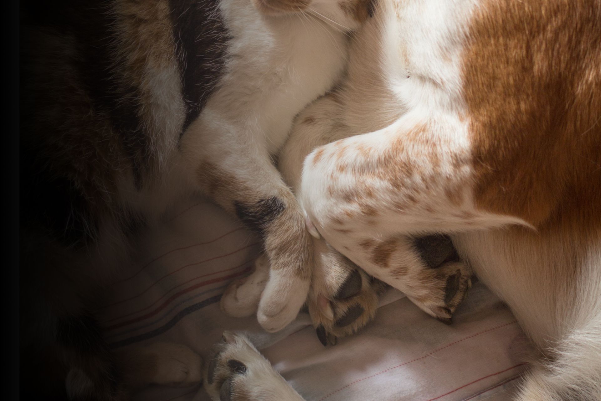 Les coussinets : à quoi servent-ils ?