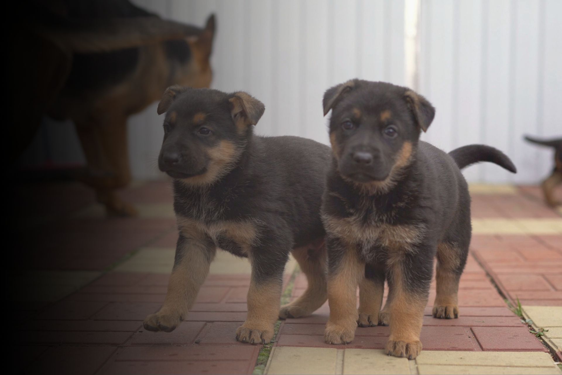 levolution-des-races-de-chiens-et-de-chats-une-question-dadaptation