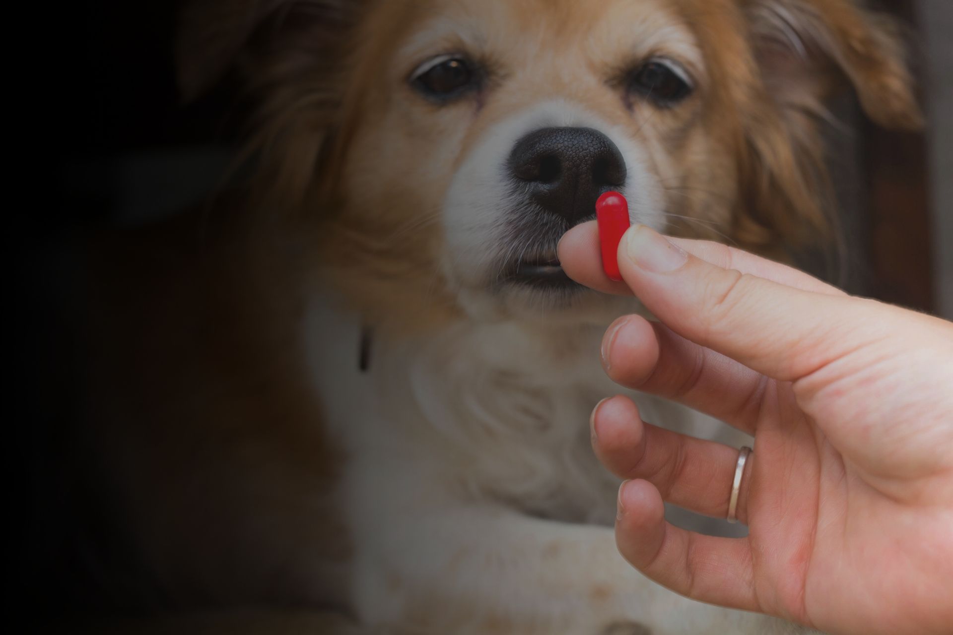 comment-donner-un-medicament-a-mon-animal-facilement