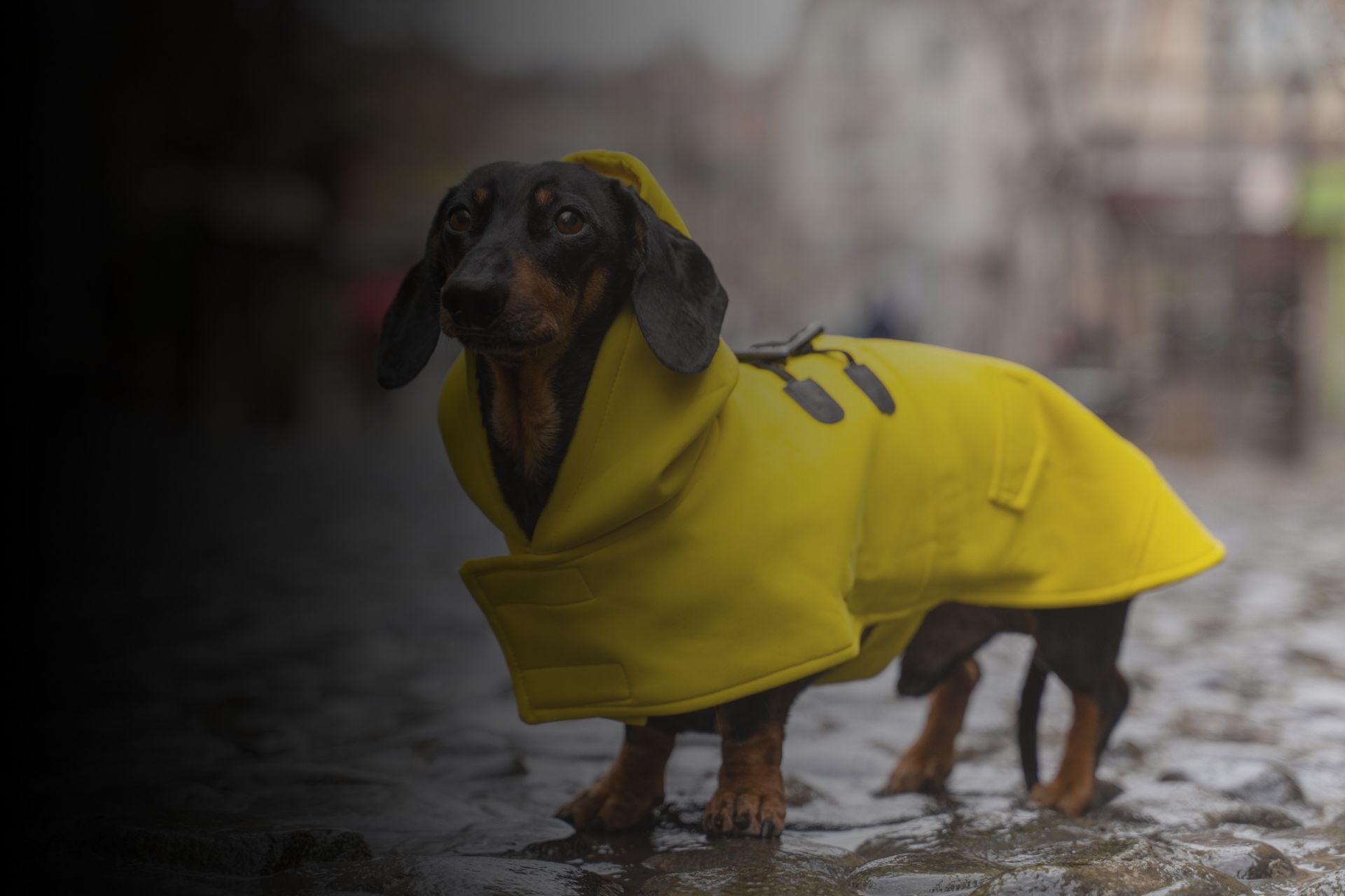 Vêtements pour animaux : est-ce utile ?