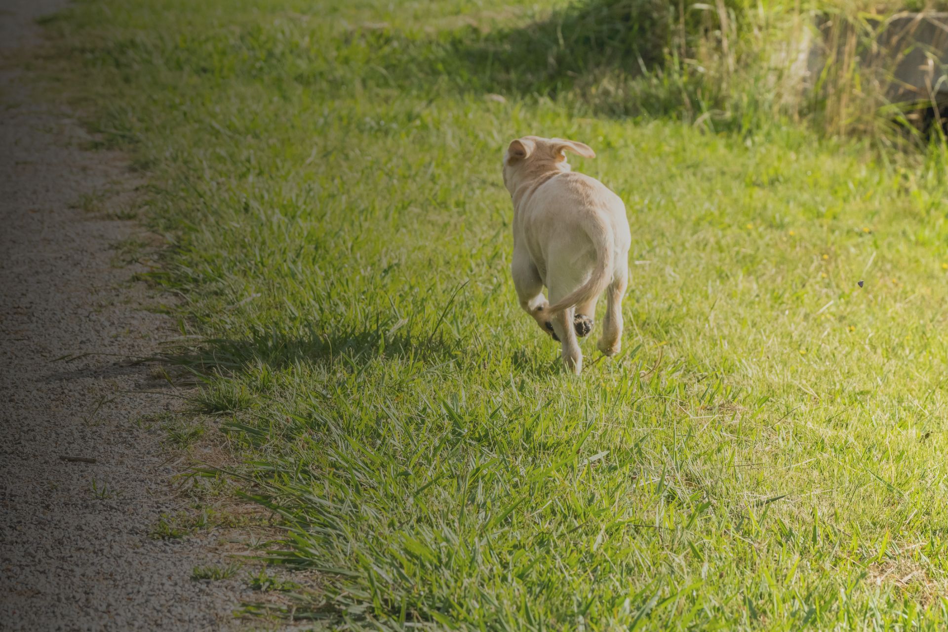 Comprendre les comportements fugueurs chez le chien