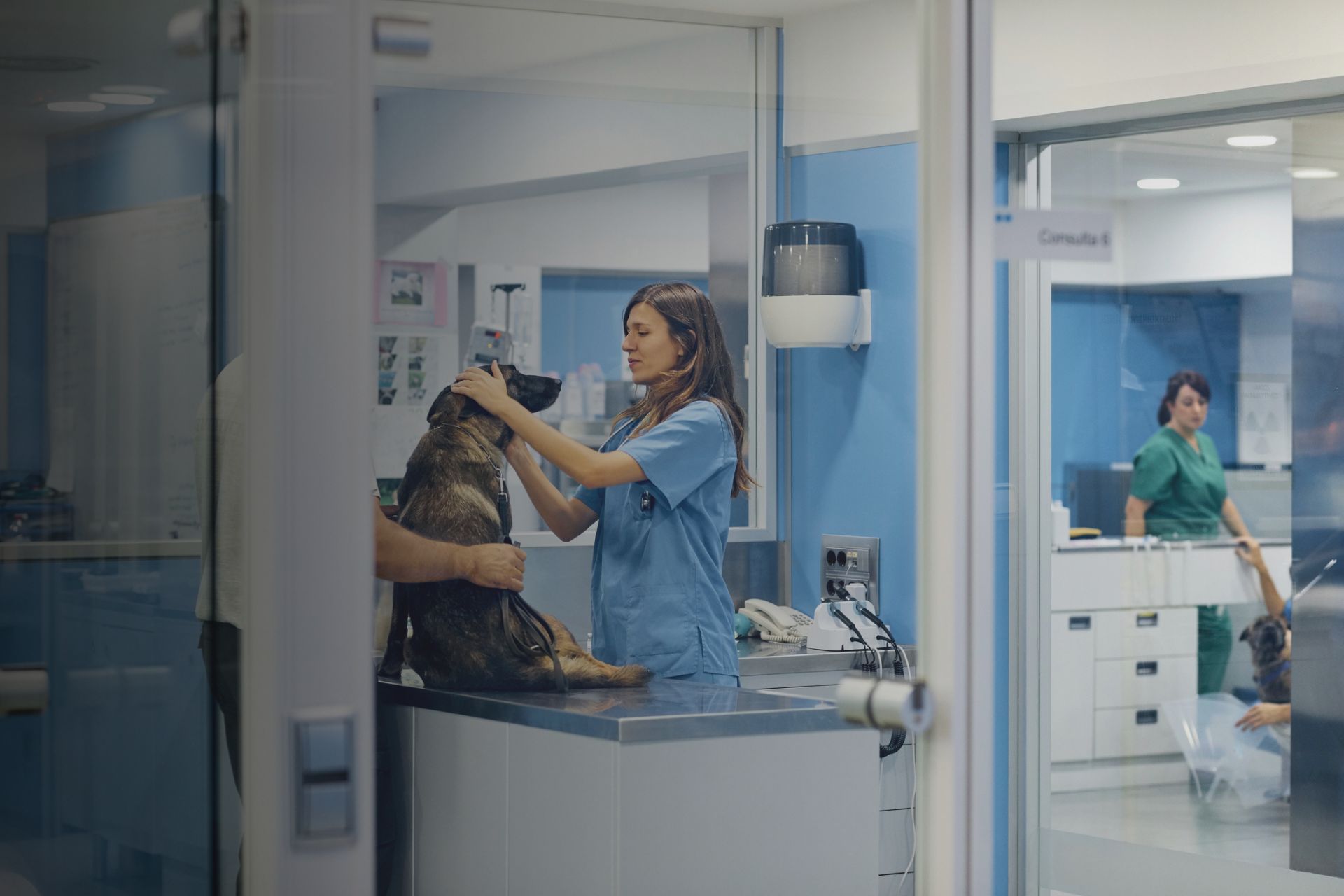 les-10-maladies-les-plus-courantes-chez-le-chien