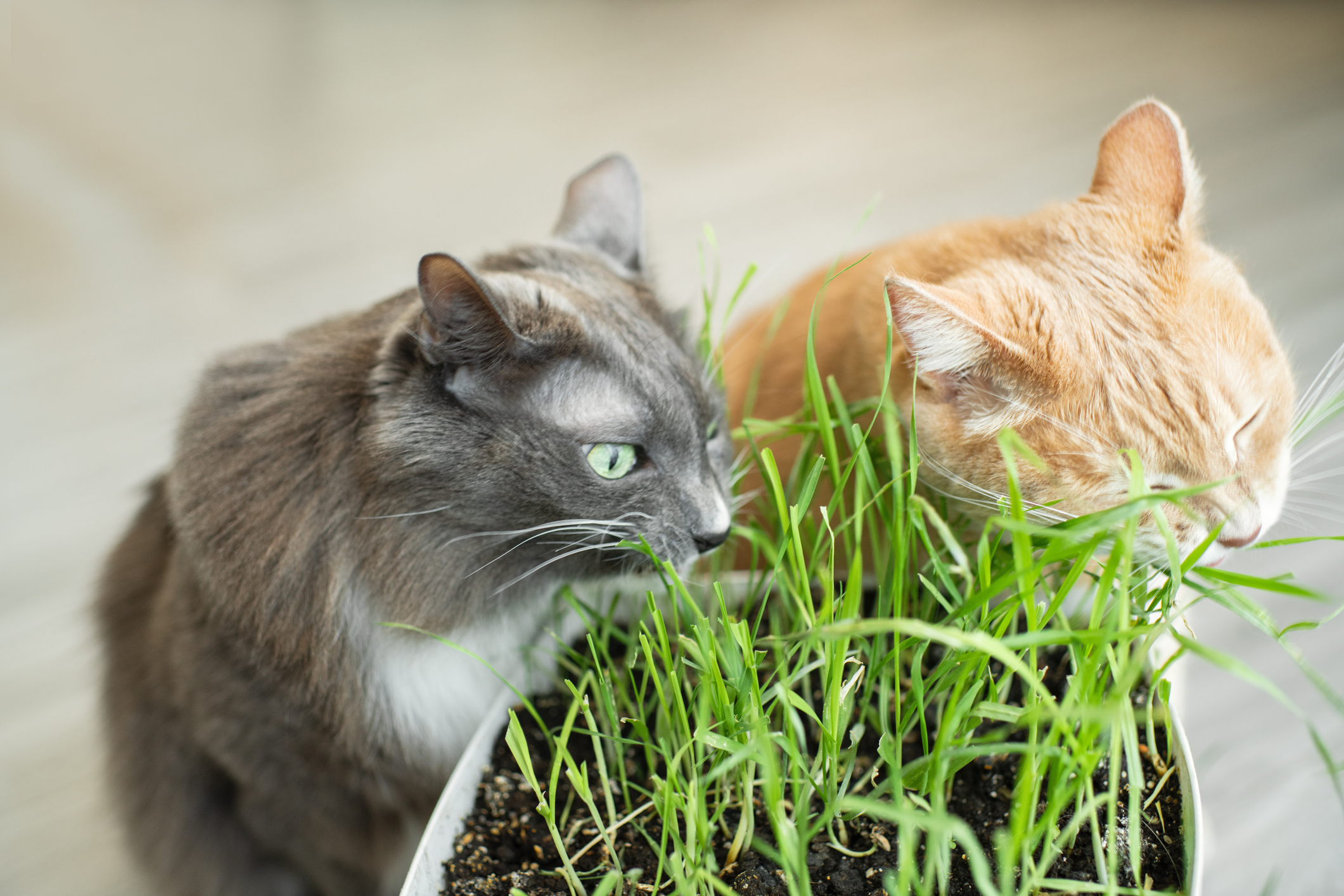 pourquoi-mon-chat-mange-t-il-de-l-herbe
