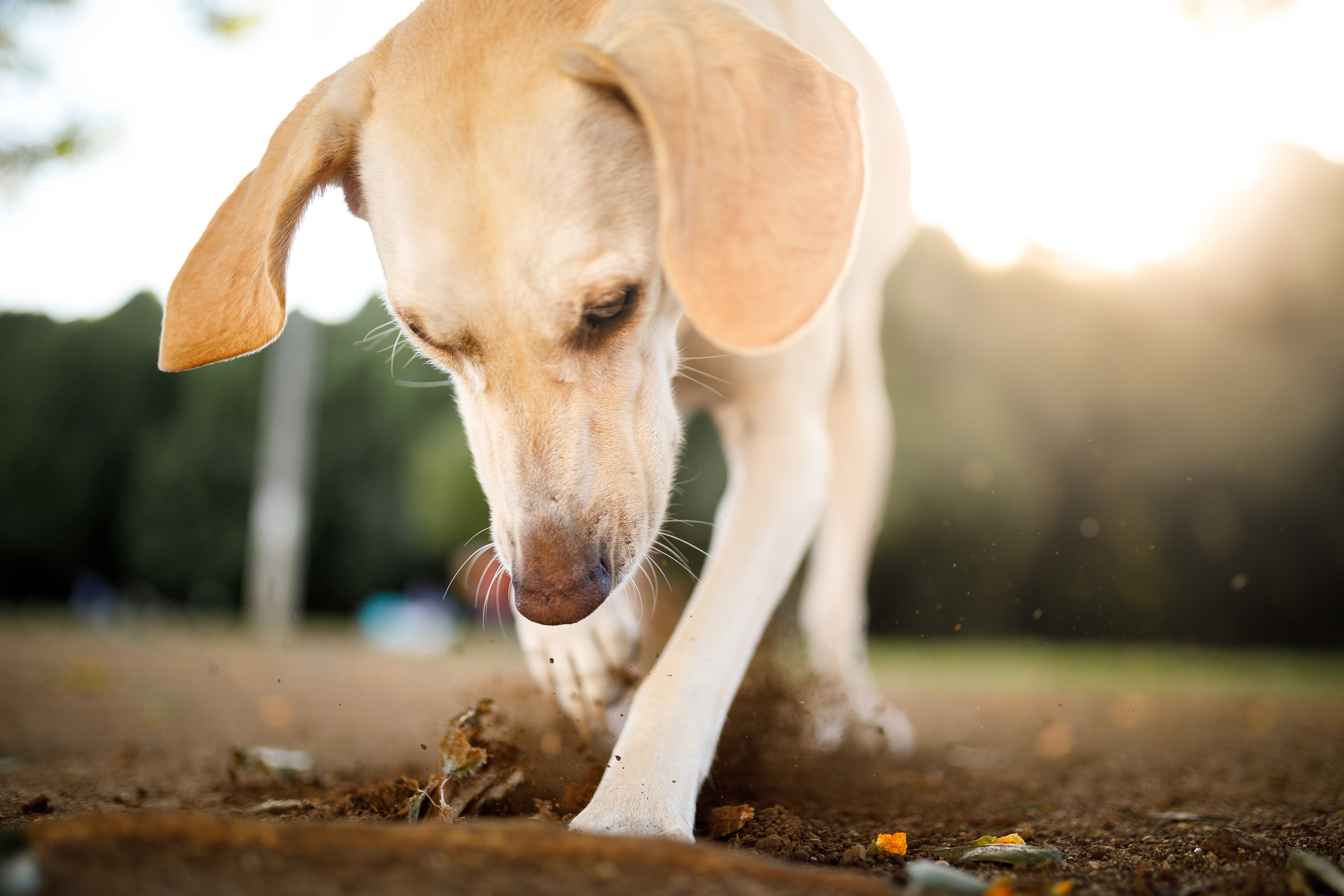 pourquoi-mon-chien-gratte-le-sol