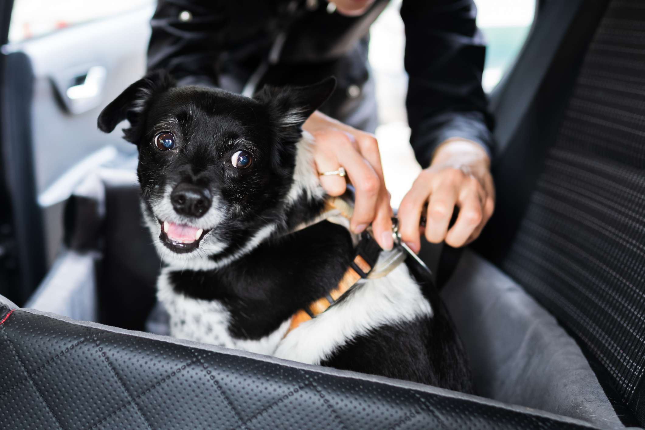 voyager-avec-son-chien-en-voiture