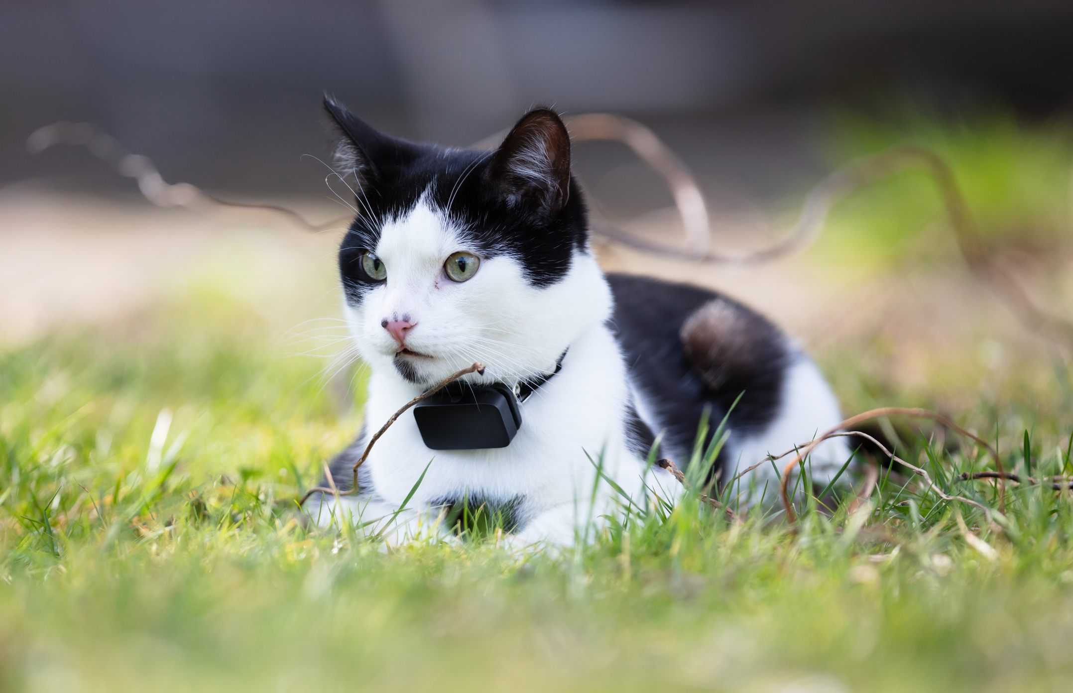 pourquoi-mettre-un-collier-gps-a-son-chat