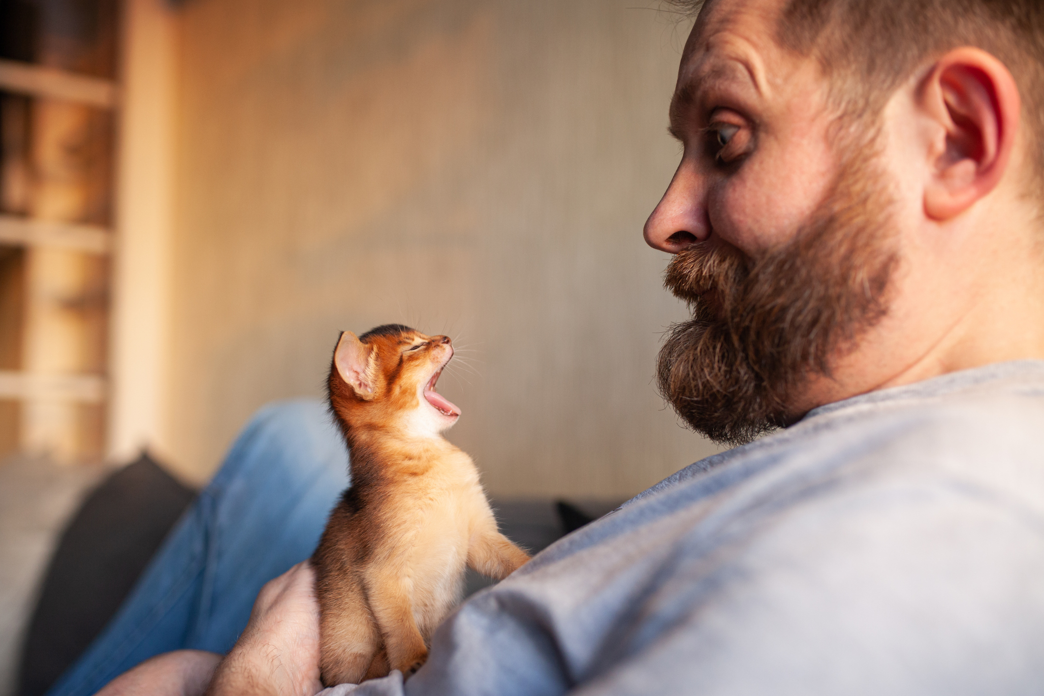 miaulement-de-chat-comprendre-chaque-son-de-votre-felin