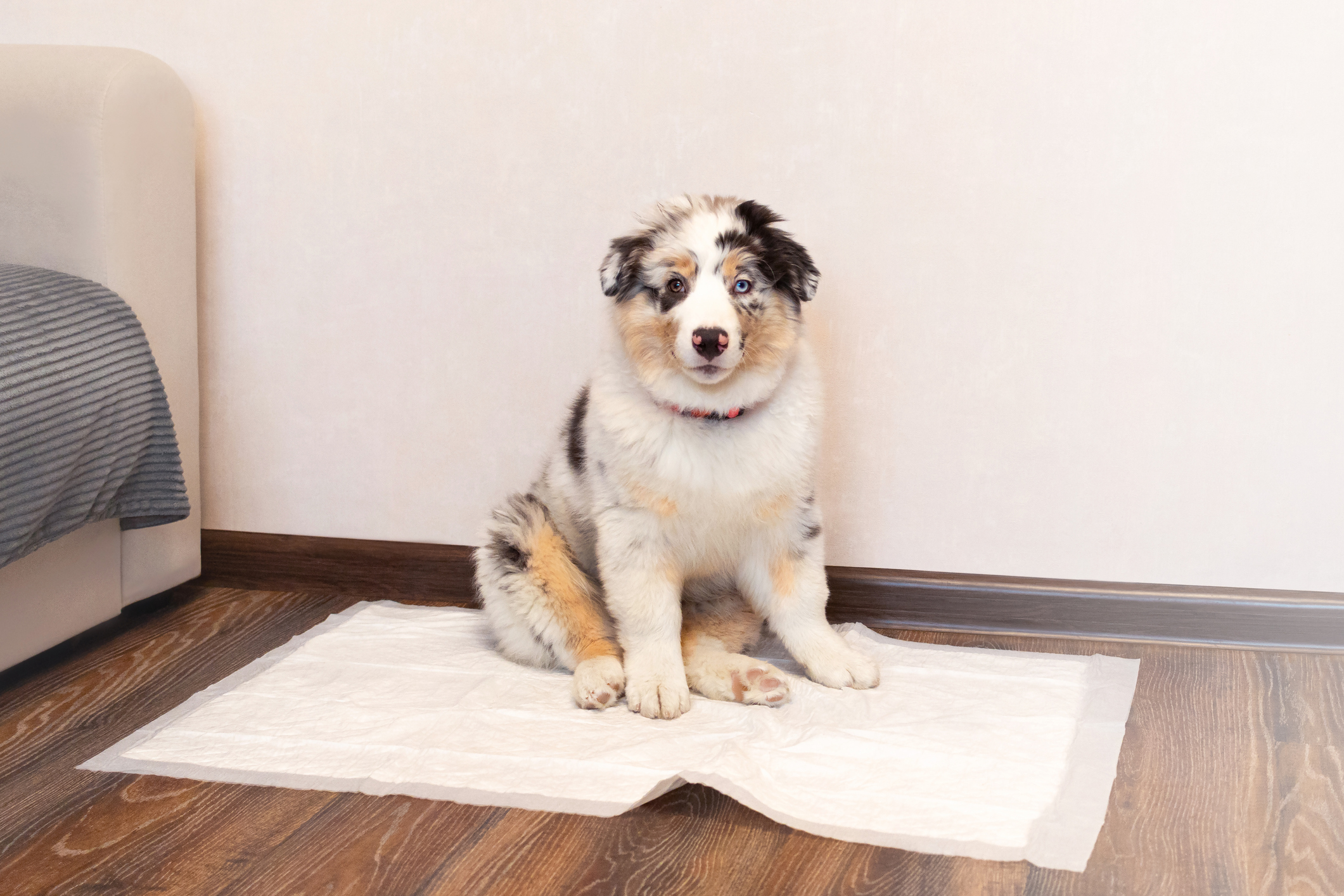 apprendre-la-proprete-a-un-chiot