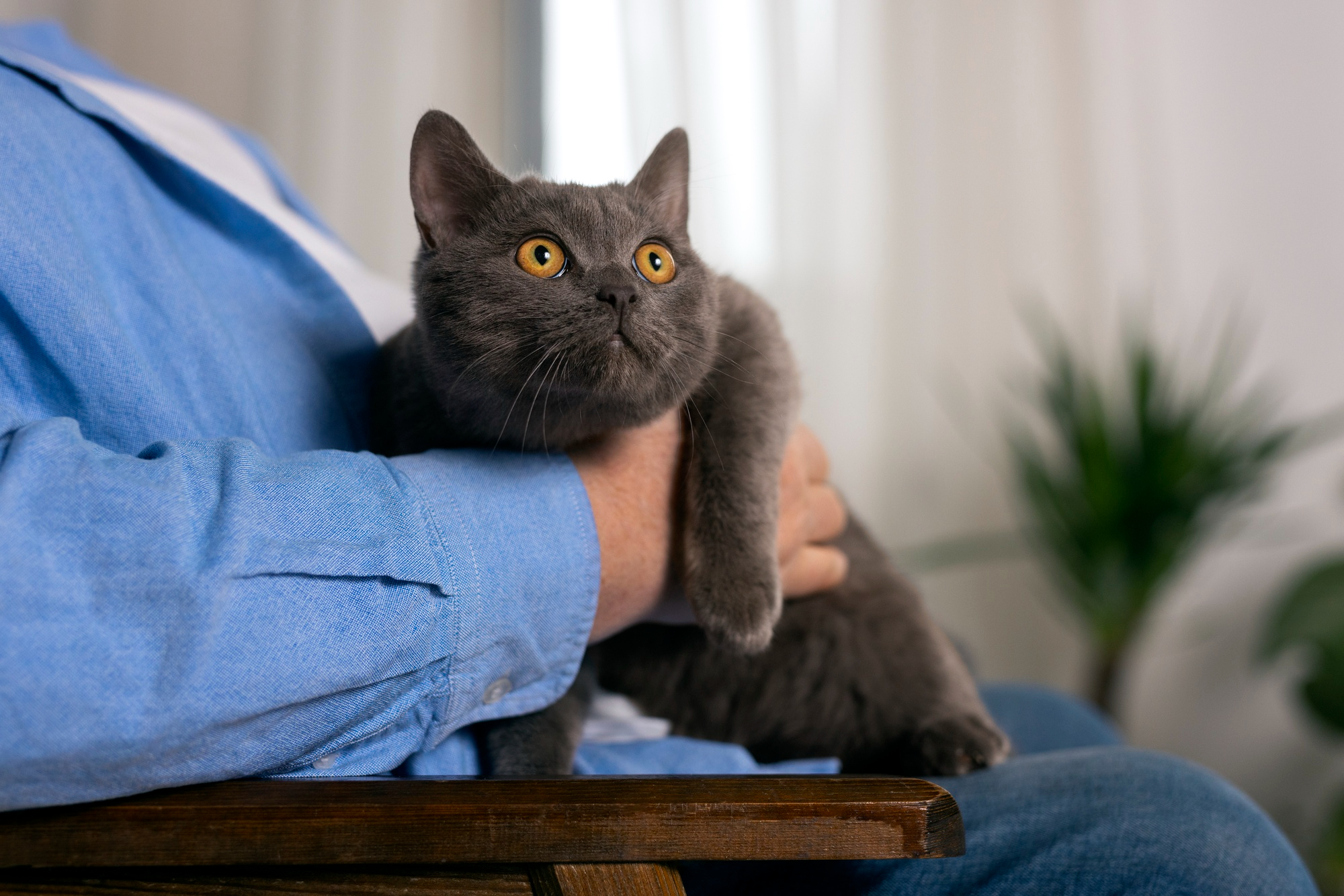 caractere-du-chat-comprendre-la-personnalite-de-votre-felin