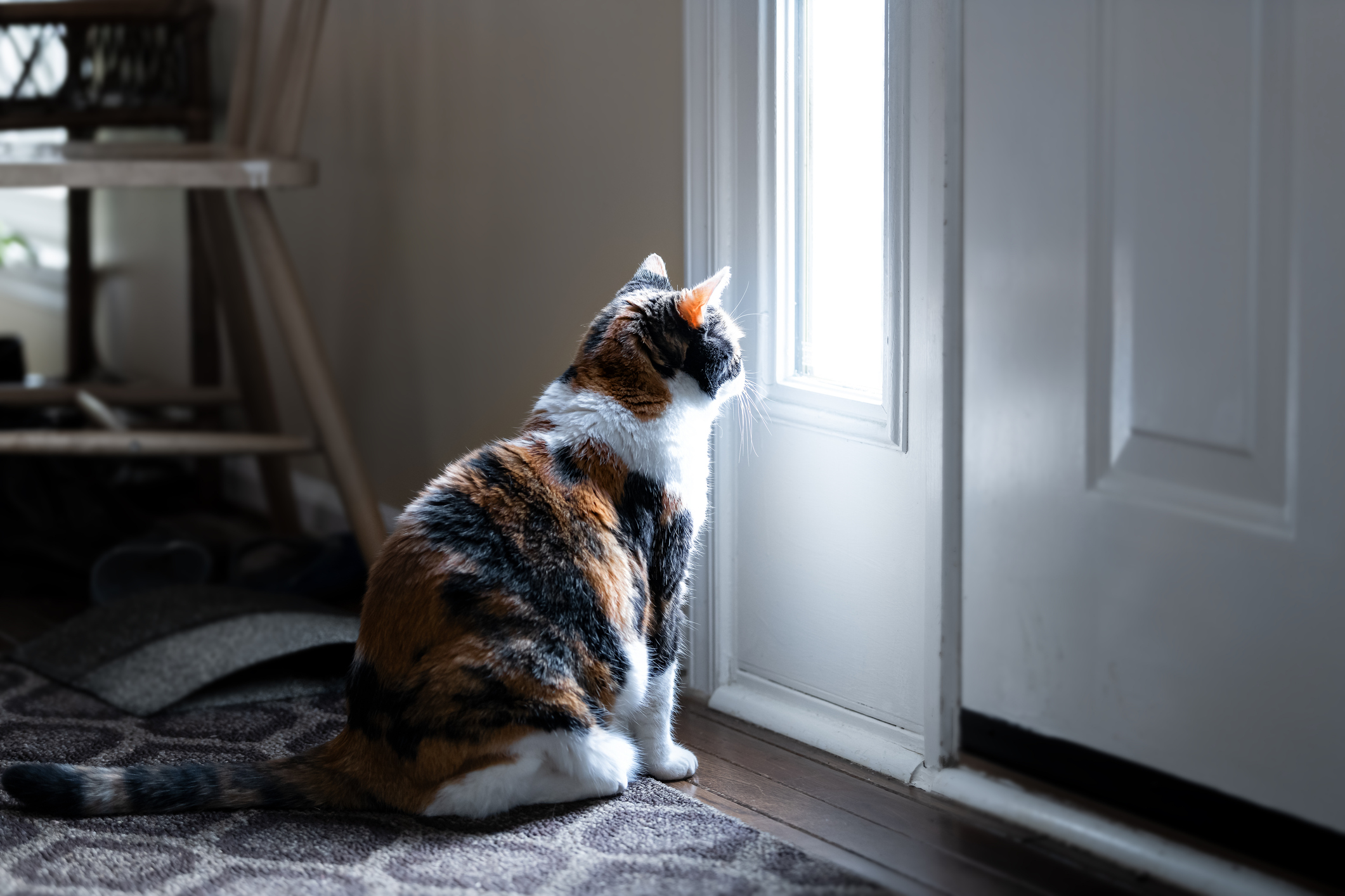 la-depression-du-chat-comprendre-et-soigner-un-chat-deprime