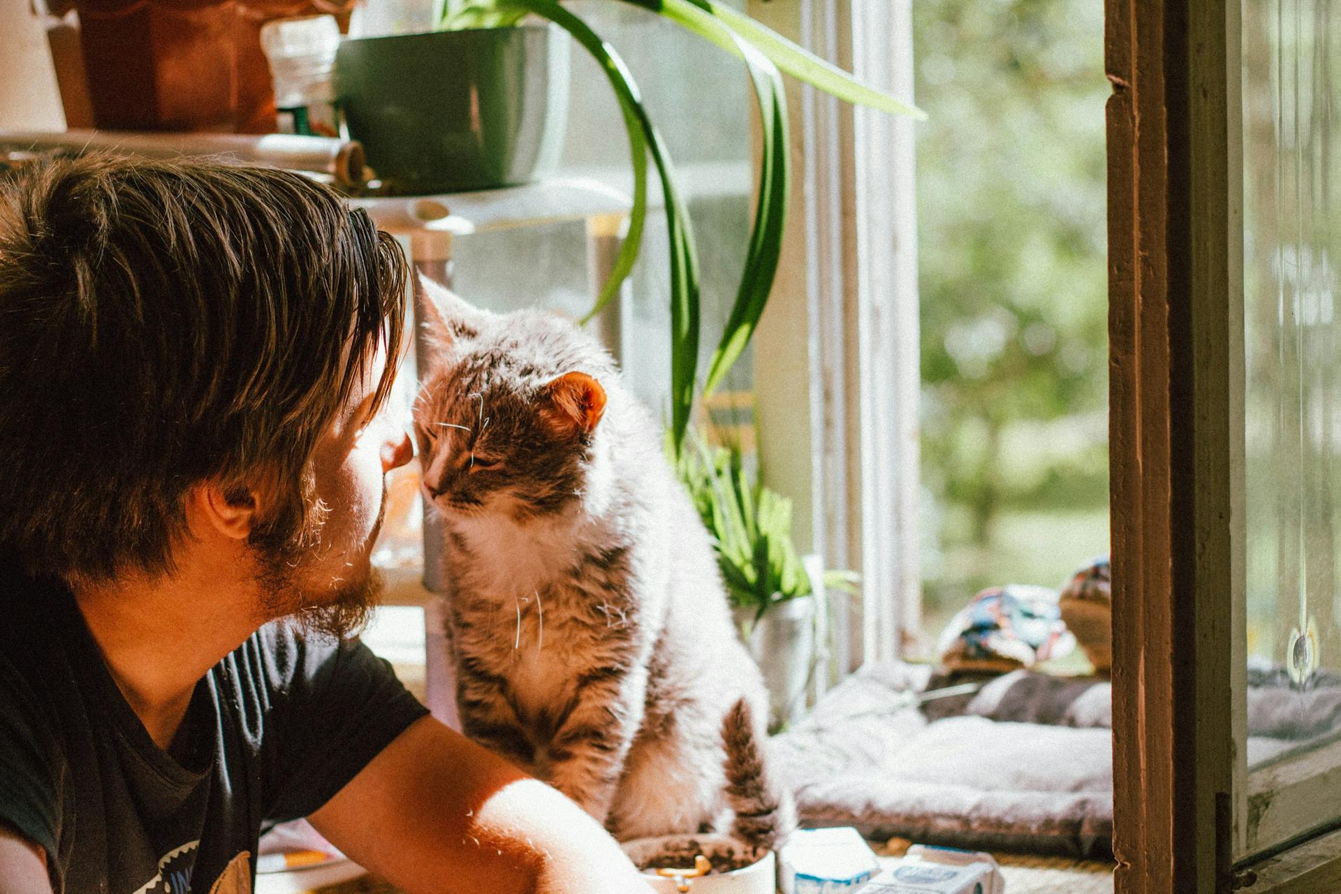 comment-un-chat-choisit-sa-personne-preferee