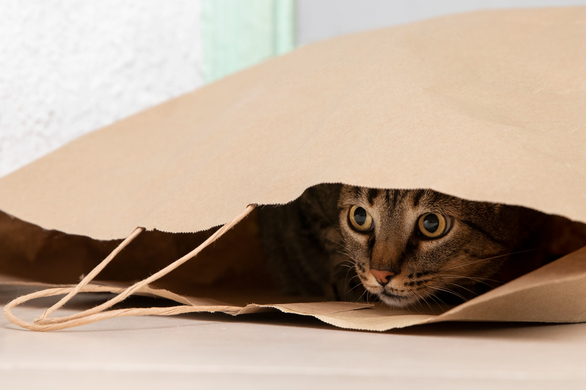 quels-sont-les-signes-dun-chat-hyperactif