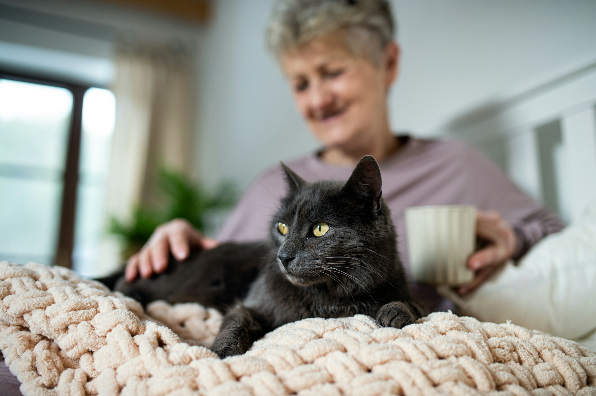 chat-noir-races-caractere-sante-et-particularites-connaitre