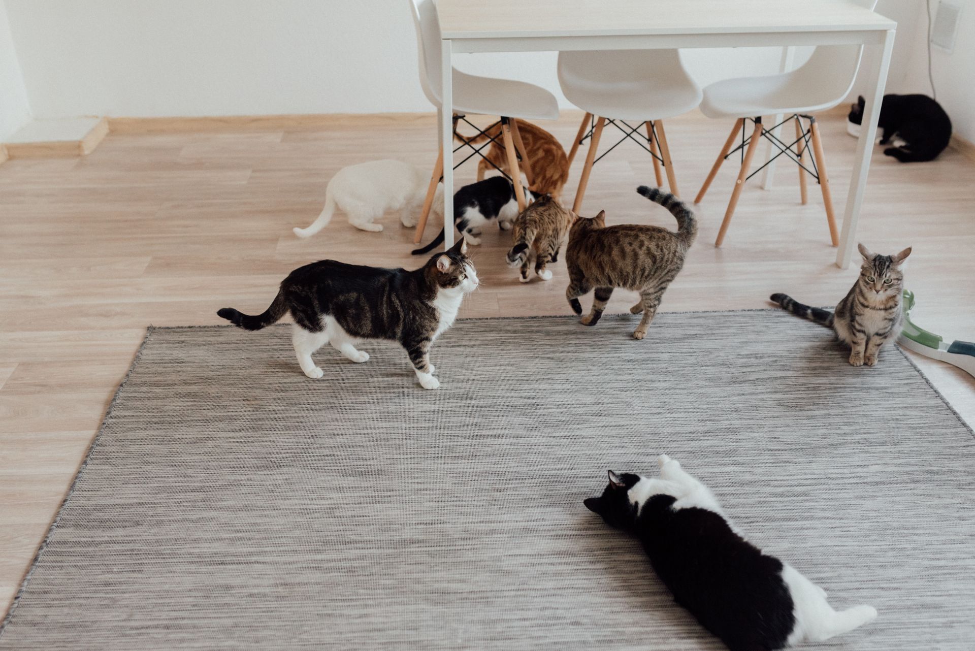 pelage-du-chat-pourquoi-existe-t-il-une-telle-diversite
