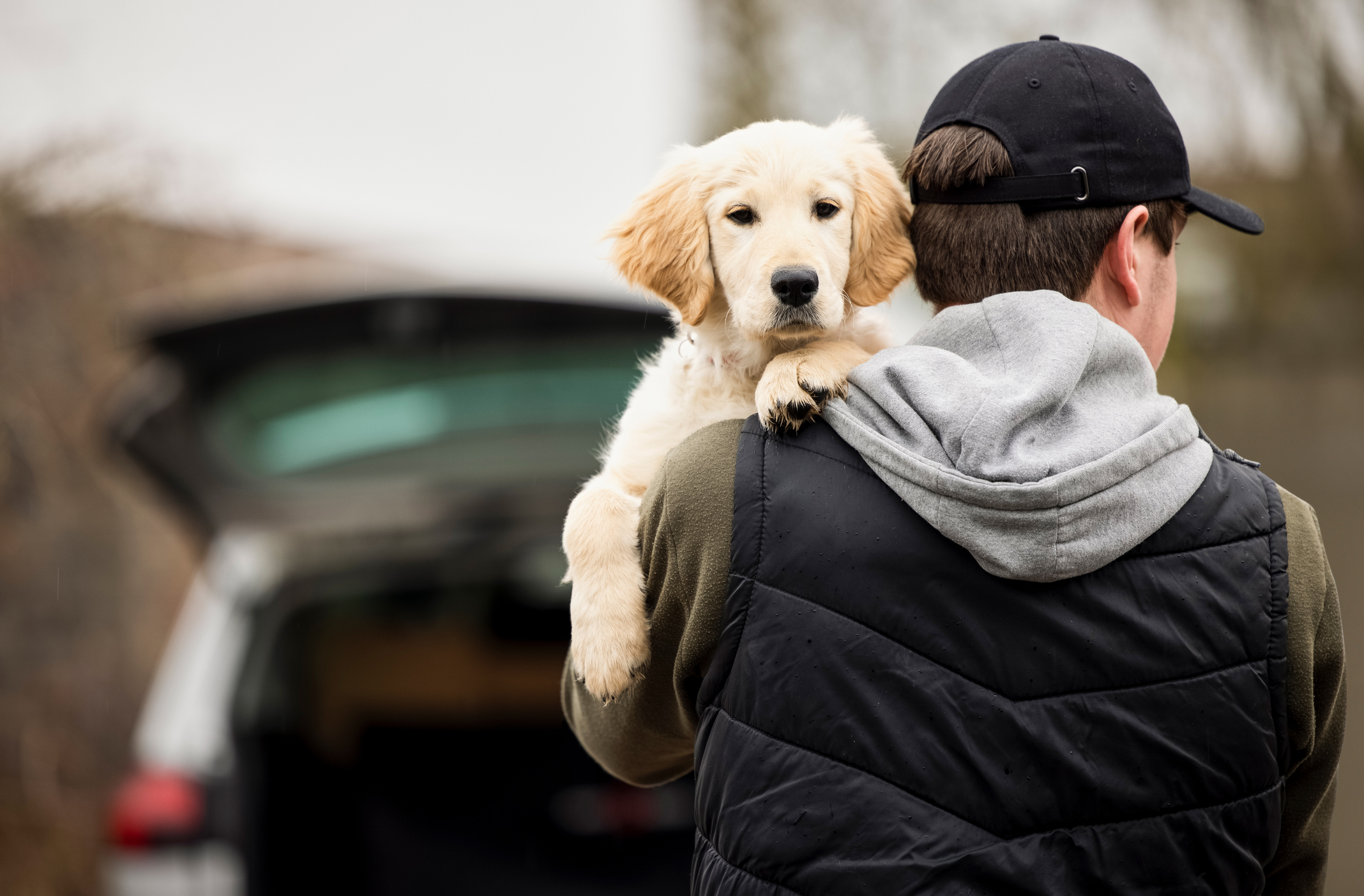 vol-de-chien-comment-proteger-votre-compagnon