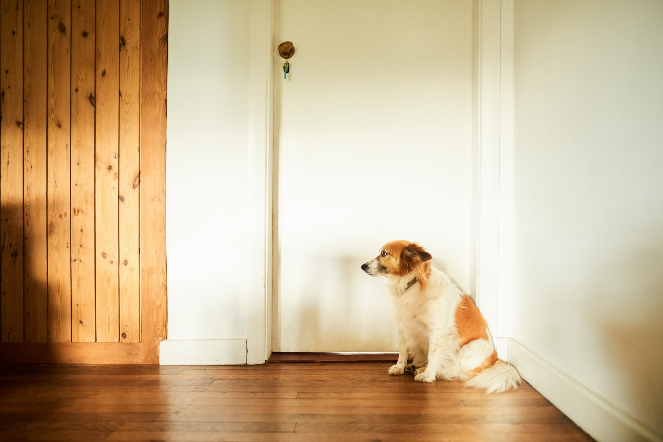 alzheimer-chez-le-chien-symptomes-et-conseils