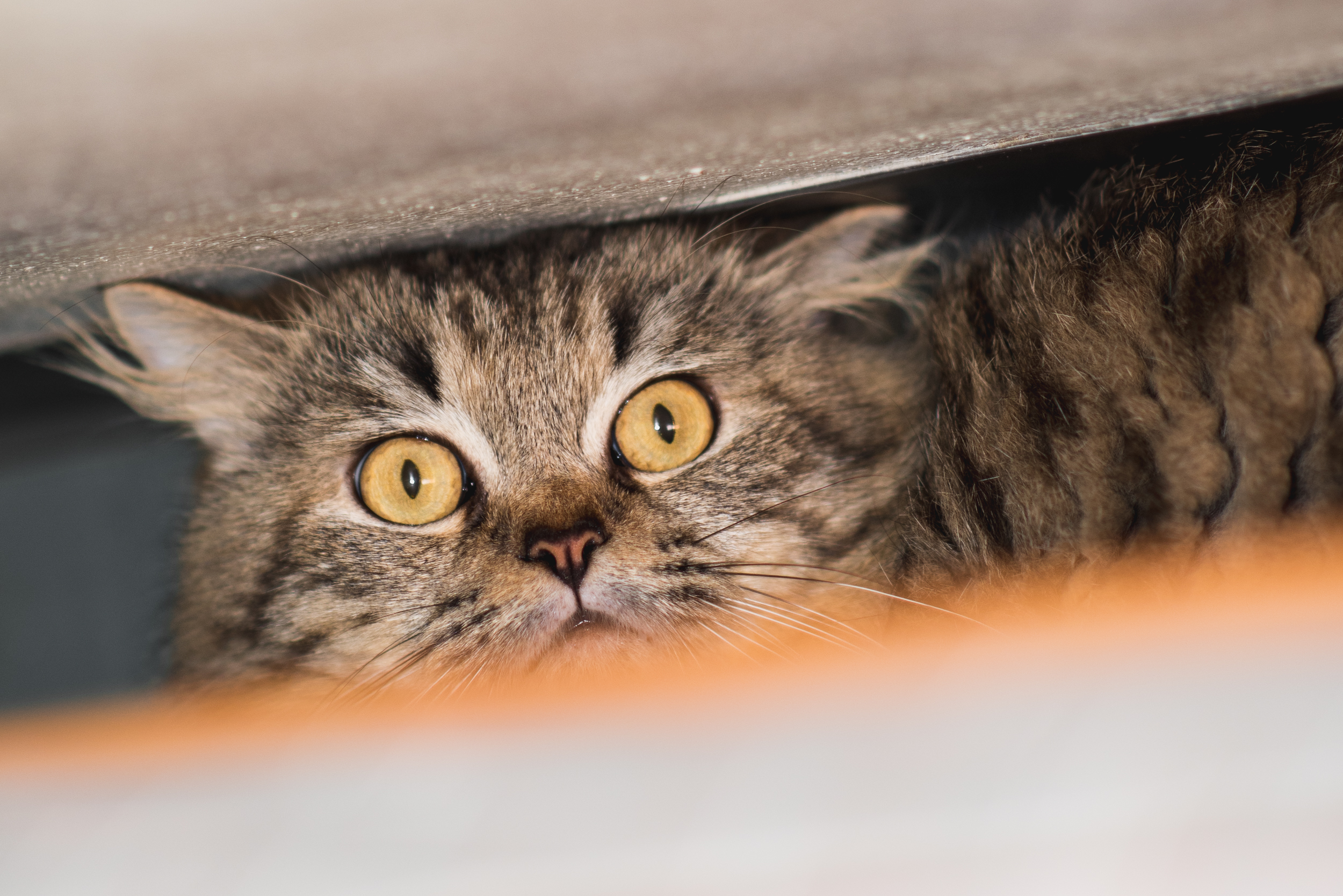 stress-du-chat-comment-le-reconnaitre-et-lapaiser