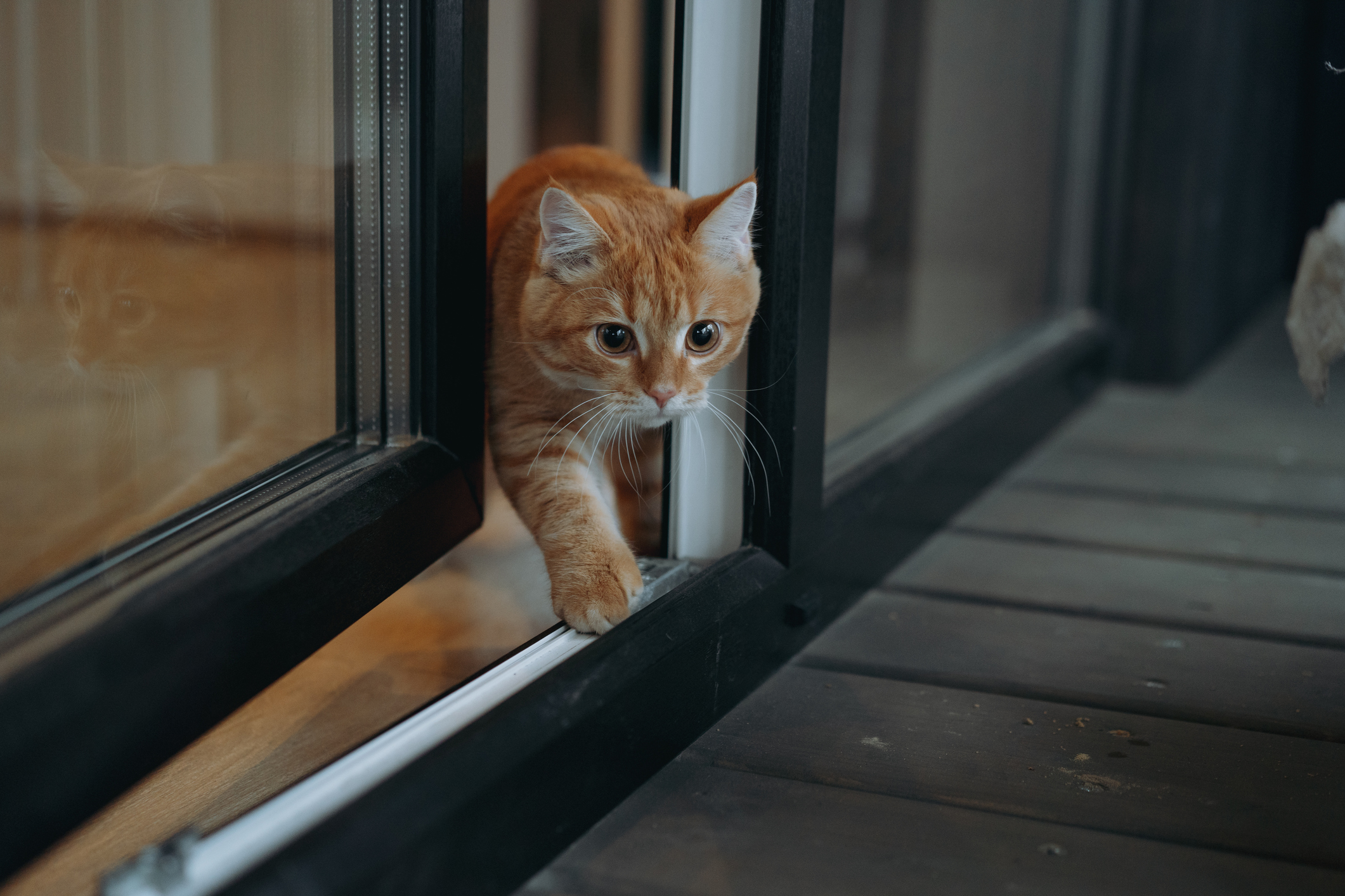 vol-de-chat