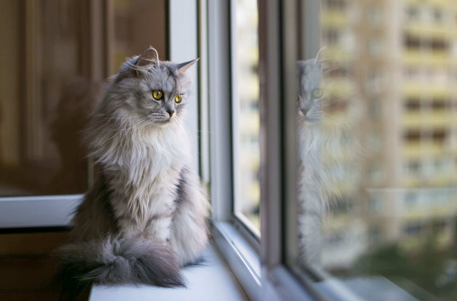 chat-seul