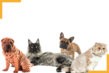 animaux hypertypés