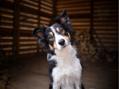 assurance chien : notre mutuelle chien