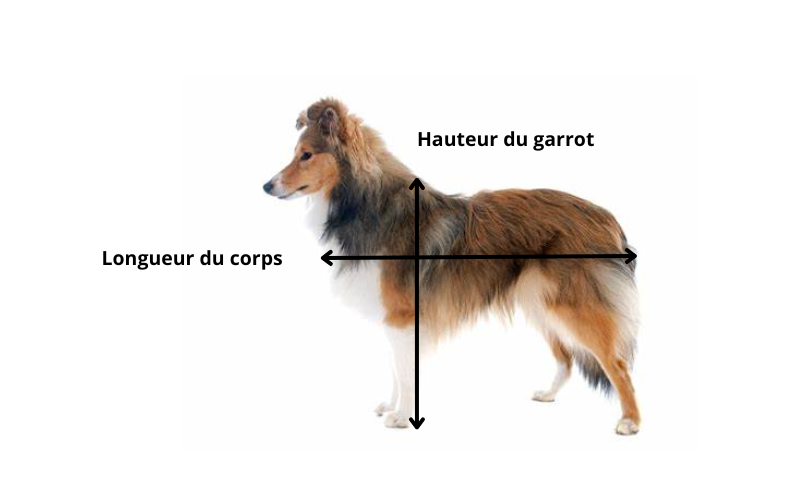 morphologie concours