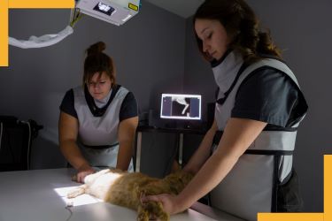 vétérinaire maltraitance animal