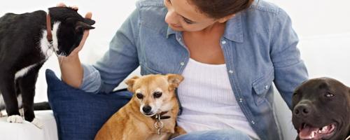 Pourquoi assurer mon chat, mon chien ?