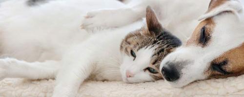 Les chiffres clés des chiens et chats en France 