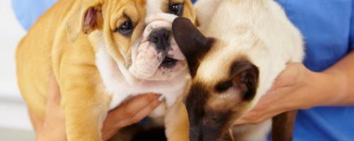 Quelles assurances pour votre animal - Article Solly Azar