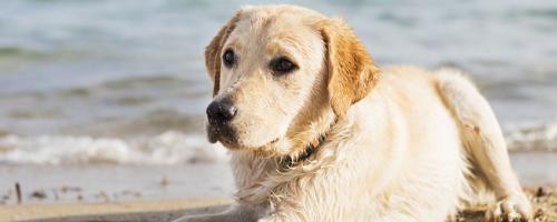 Pourquoi souscrire une assurance santé pour chien ?